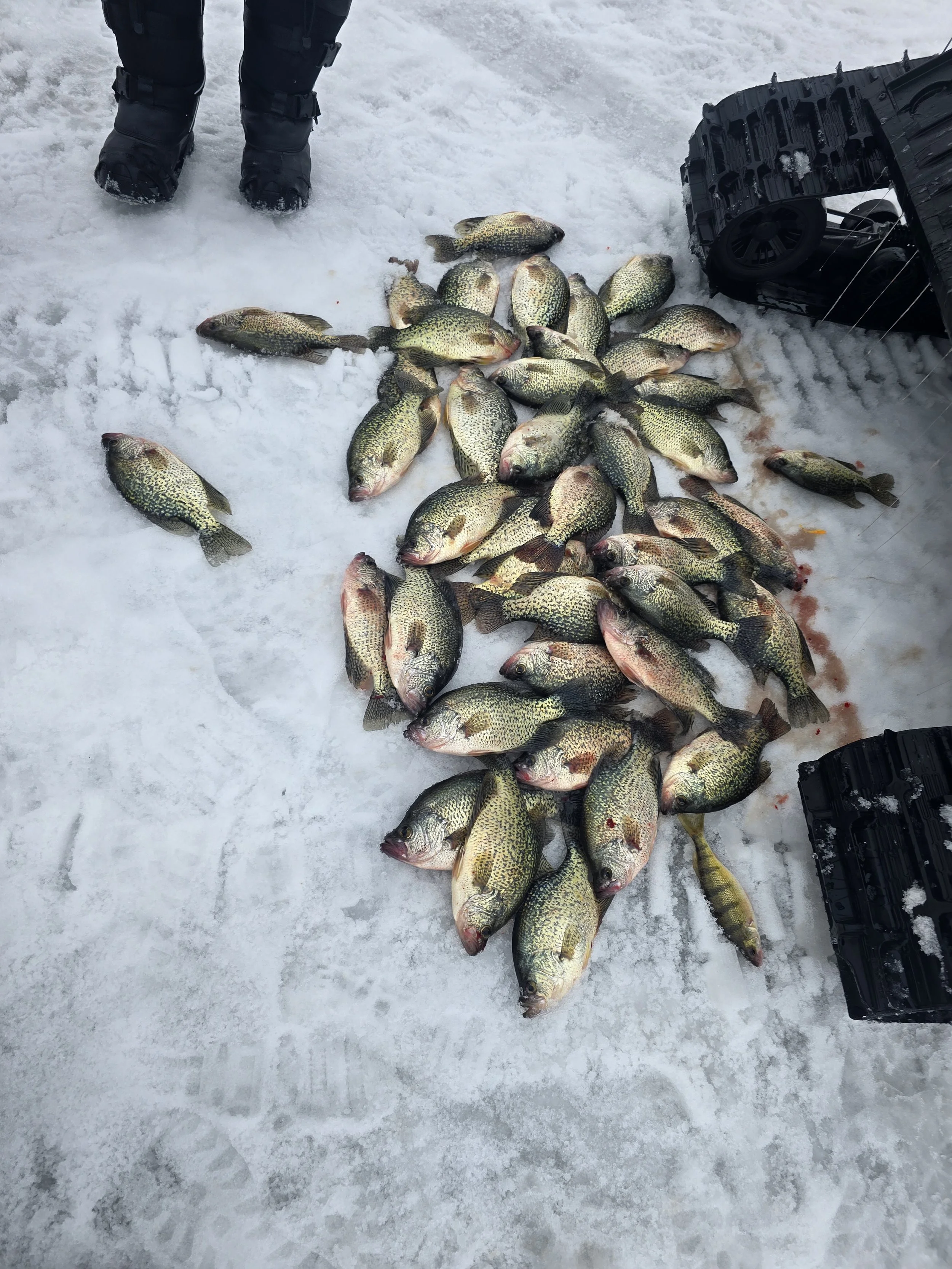A pile of freshly caught crappie fish lying on snow, with fishing gear and a snowmobile nearby.