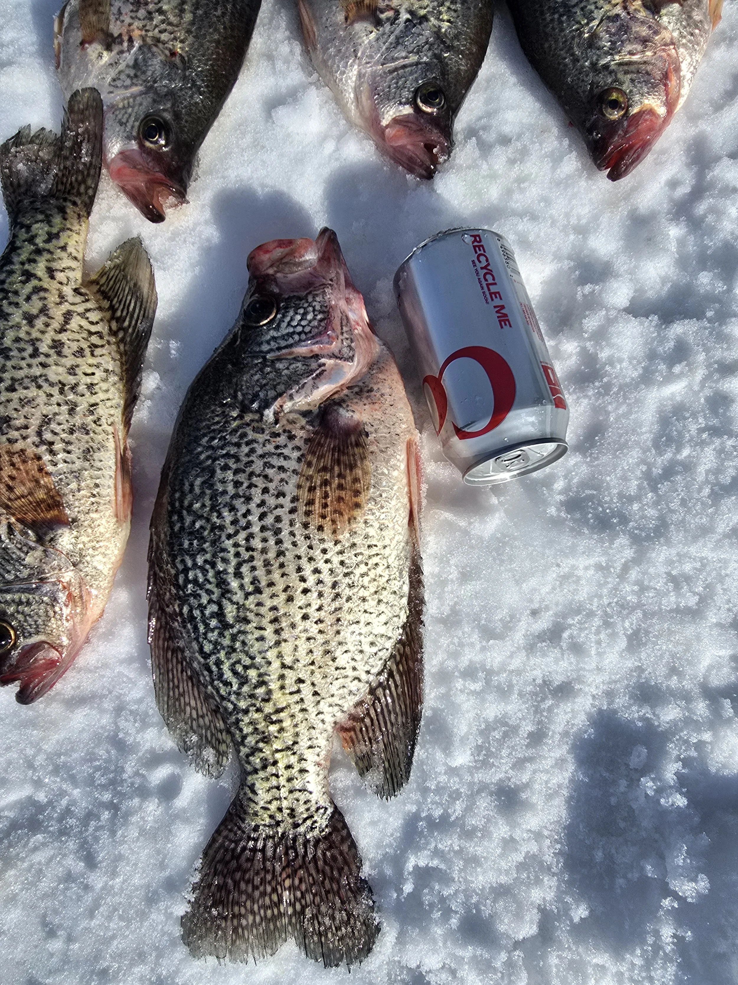 Four fish lying on snow next to an empty soda can