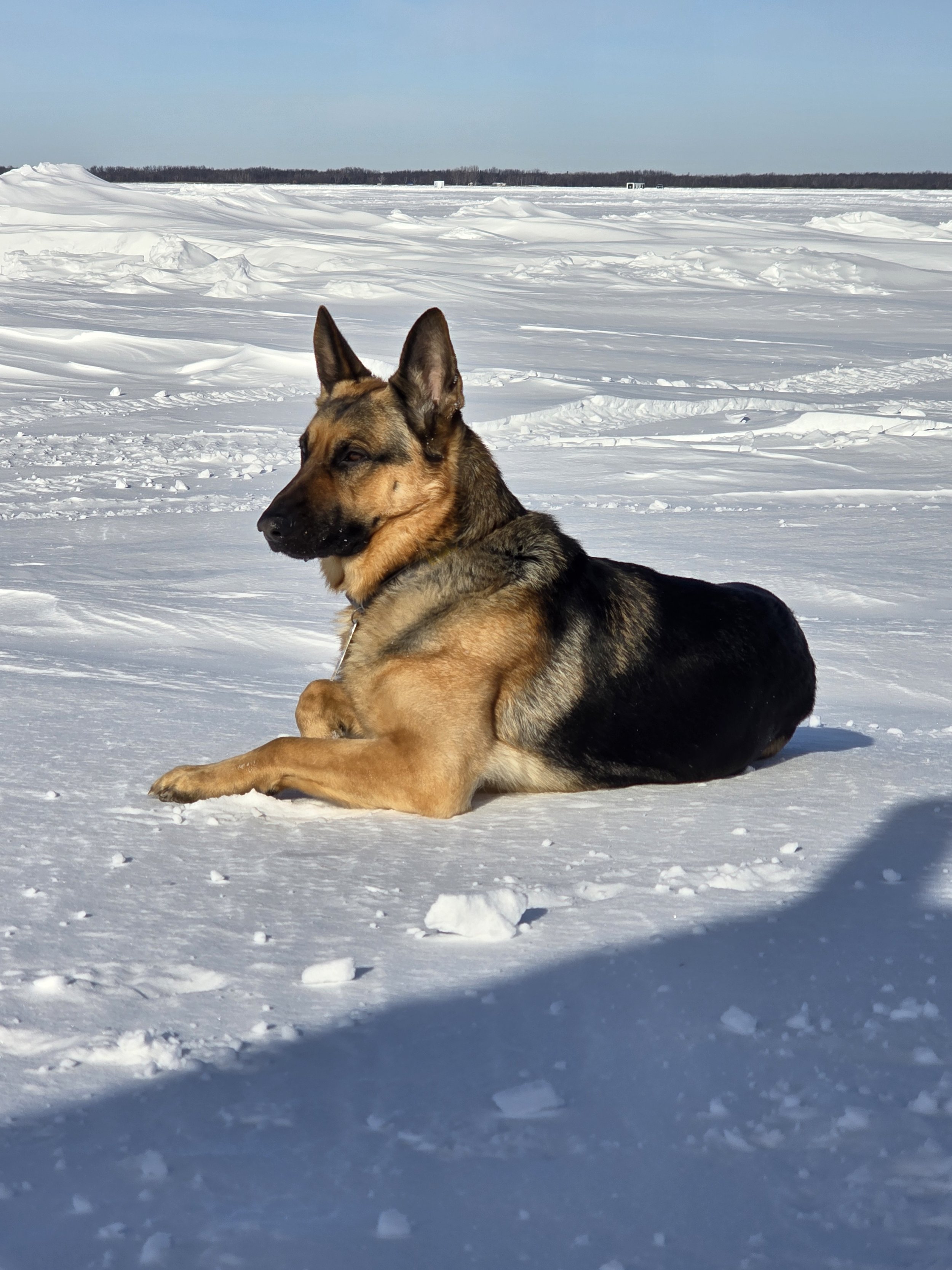A German shepherd dog lying on snow-covered ground with a snowy, flat landscape and a line of trees in the background under a clear blue sky.