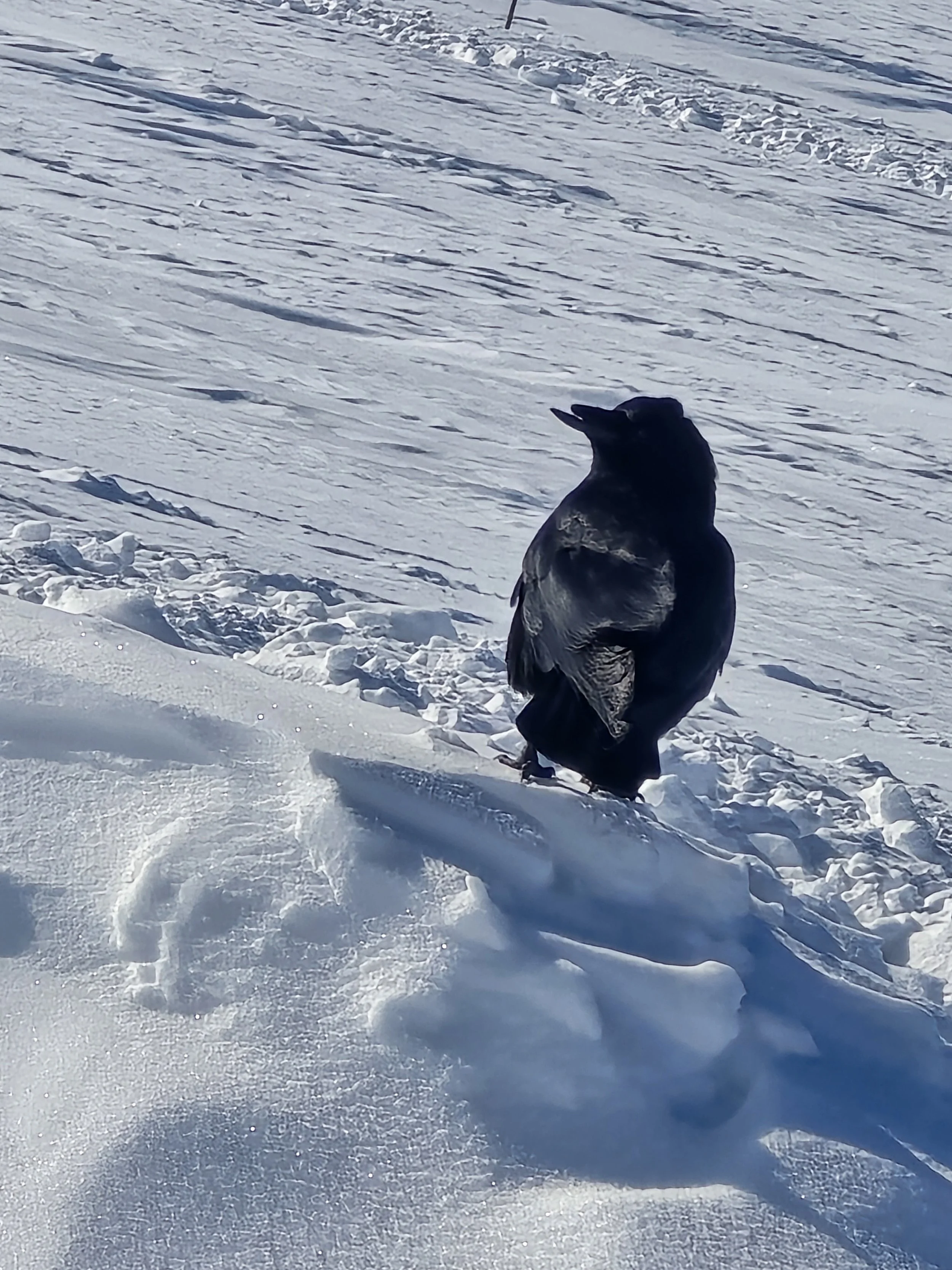 A dark-colored dog sitting on snow-covered ground in a winter landscape with snow and tracks in the background.