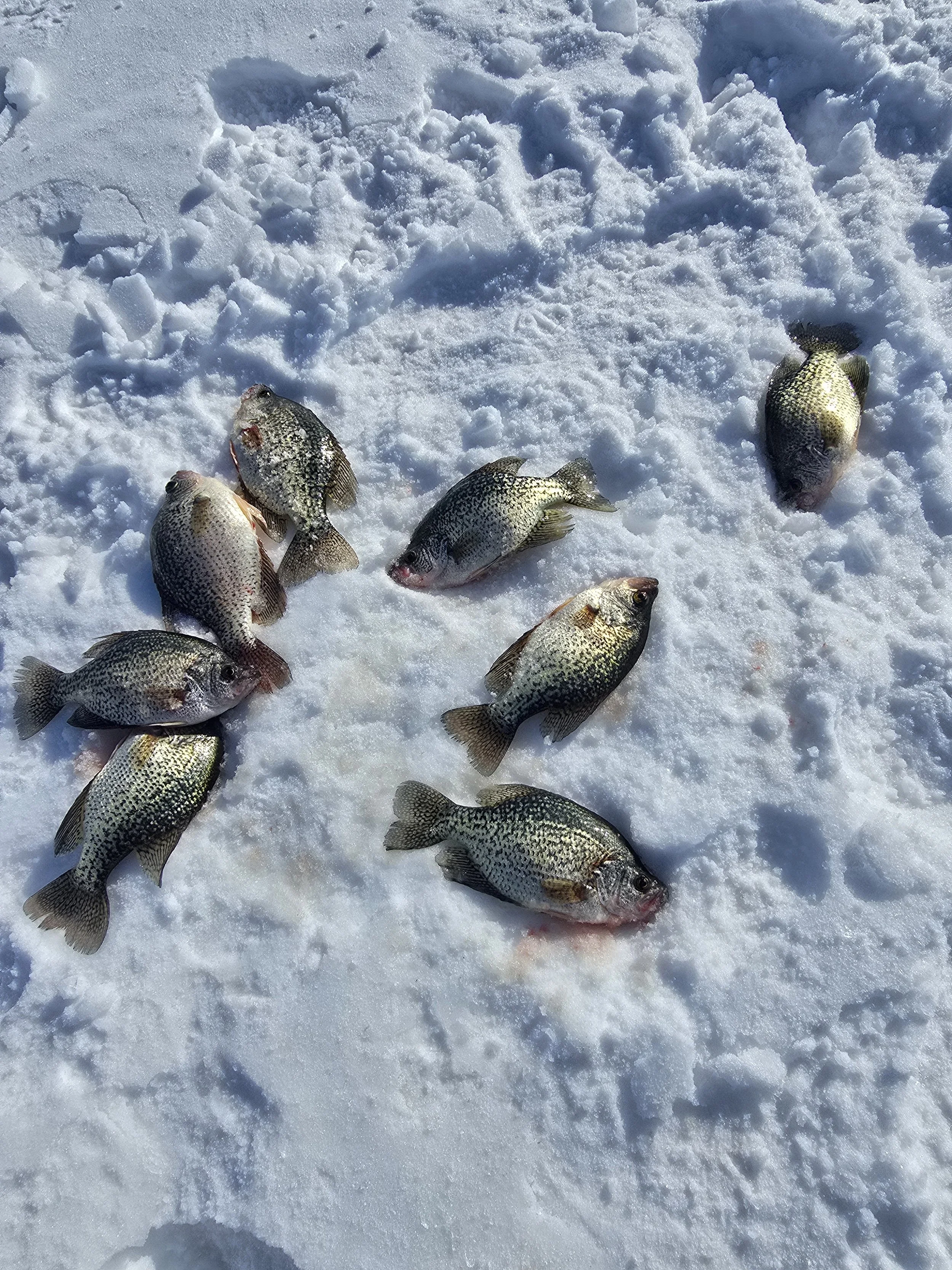 Several fish lying on snow-covered ice, some with visible blood on their bodies.