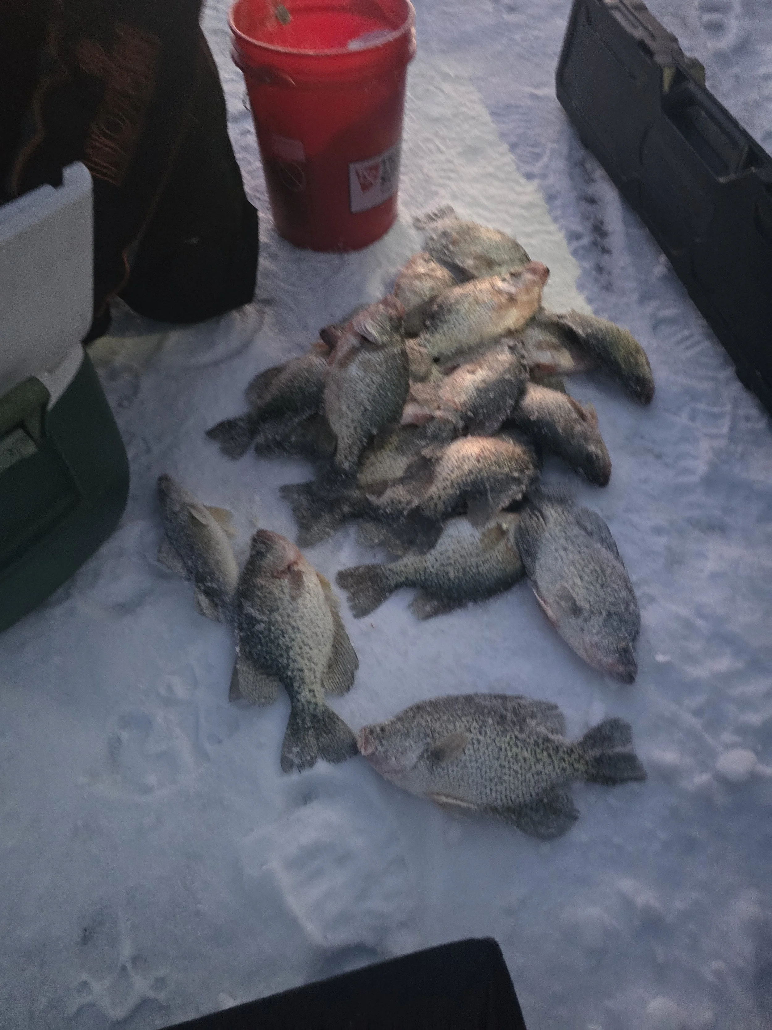 Several freshly caught fish lying on snow next to a red bucket and a black tackle box.