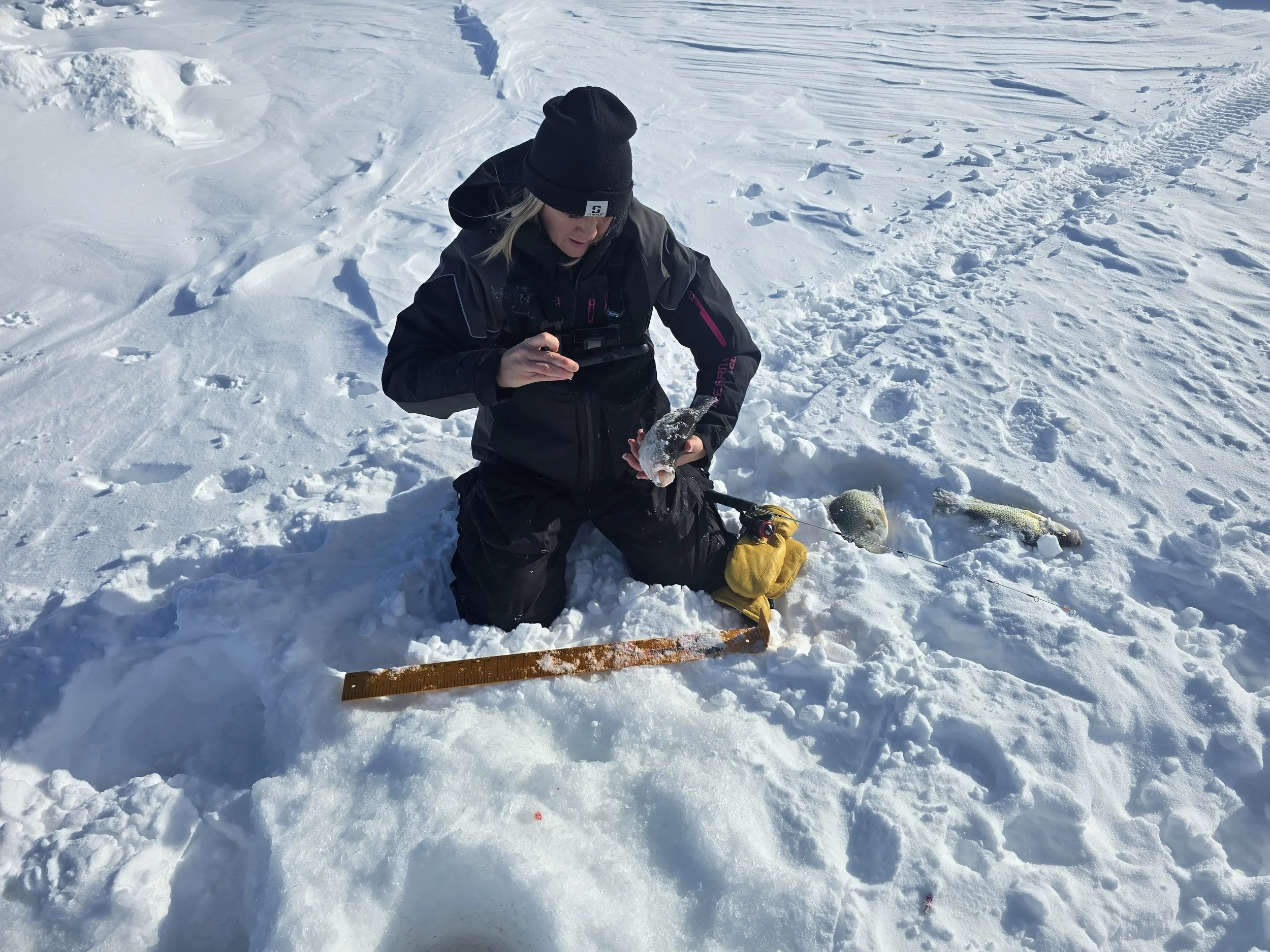 Person dressed in winter clothes, black hat, black jacket, kneeling on snow-covered ground, holding a round fish, with several fish, a ruler, and fishing equipment nearby in a snowy outdoor setting.