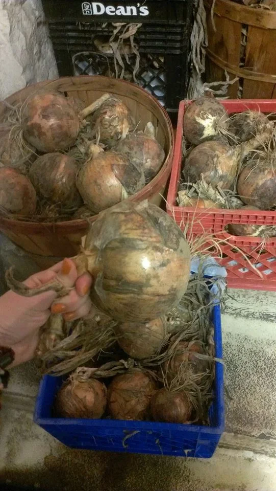 onions-galore_15674452565_o.jpg