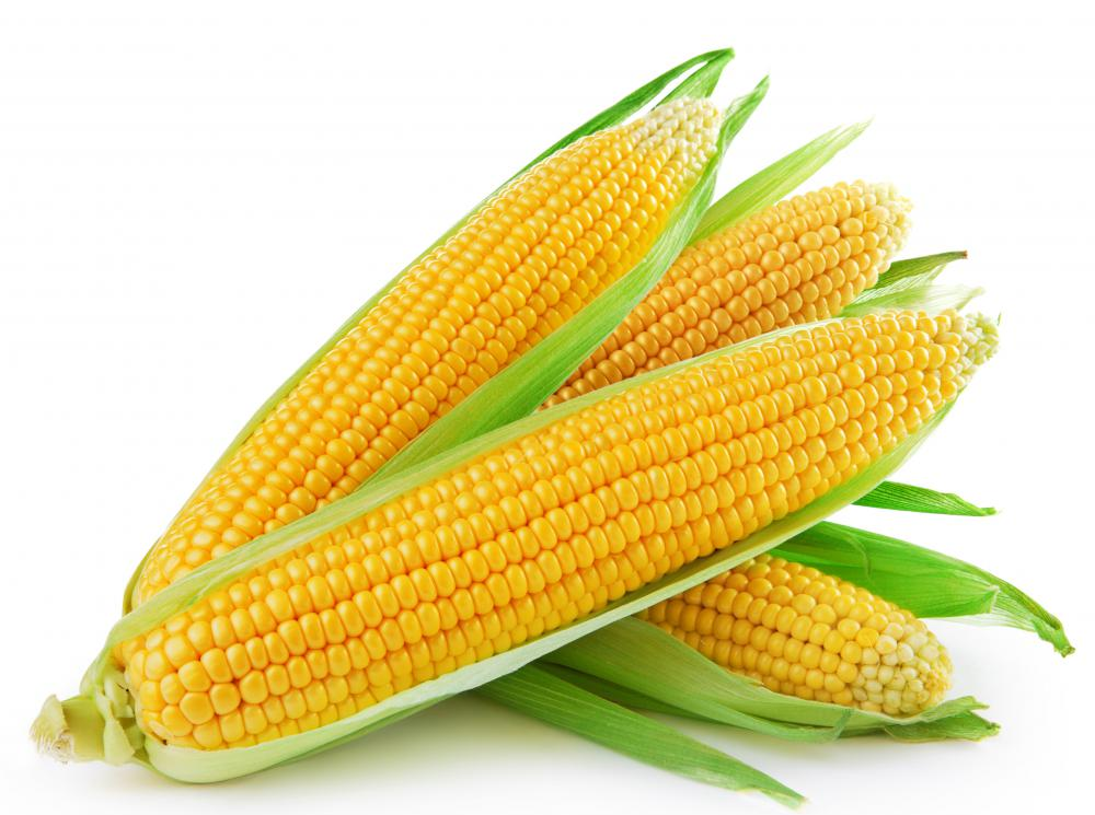 &nbsp; &nbsp; &nbsp; 240 lbs of corn