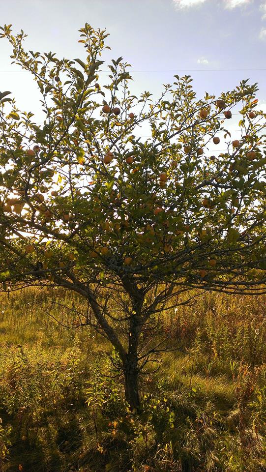 Produce colunteers picked apples at the Mequon Nature Preserve