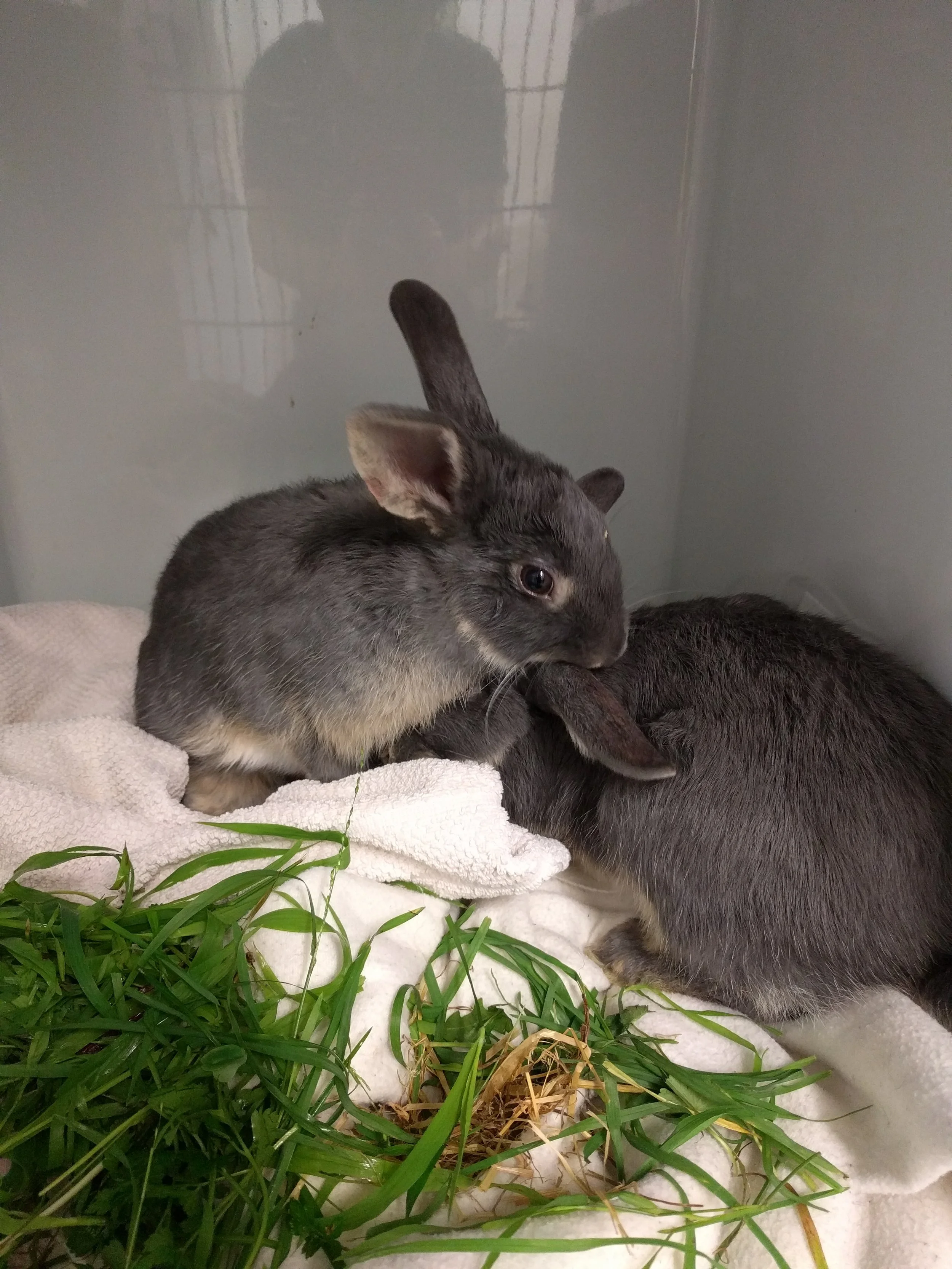 Rabbits looking after each other after surgery in the vet clinic