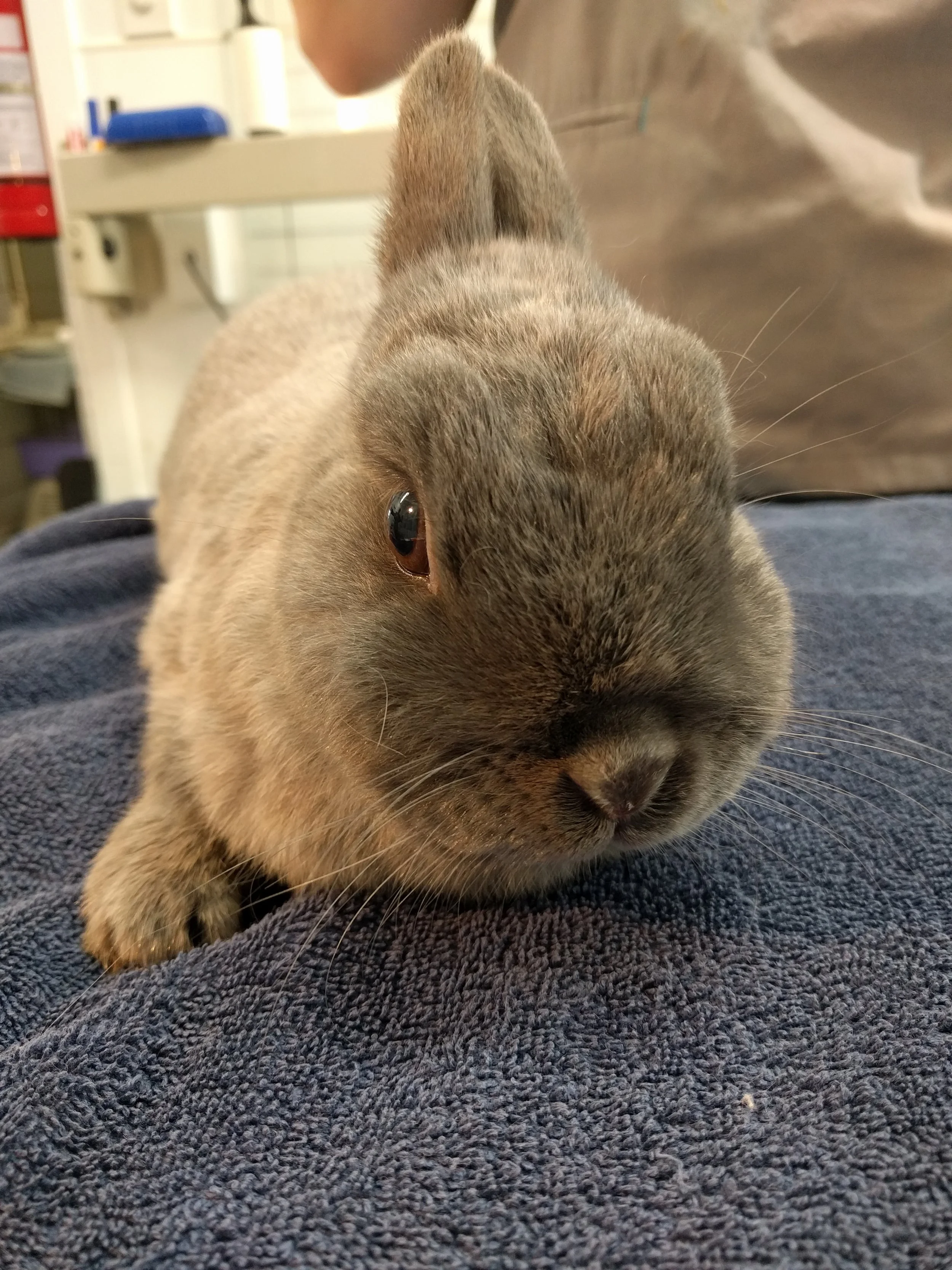 Rabbit getting ready for surgery