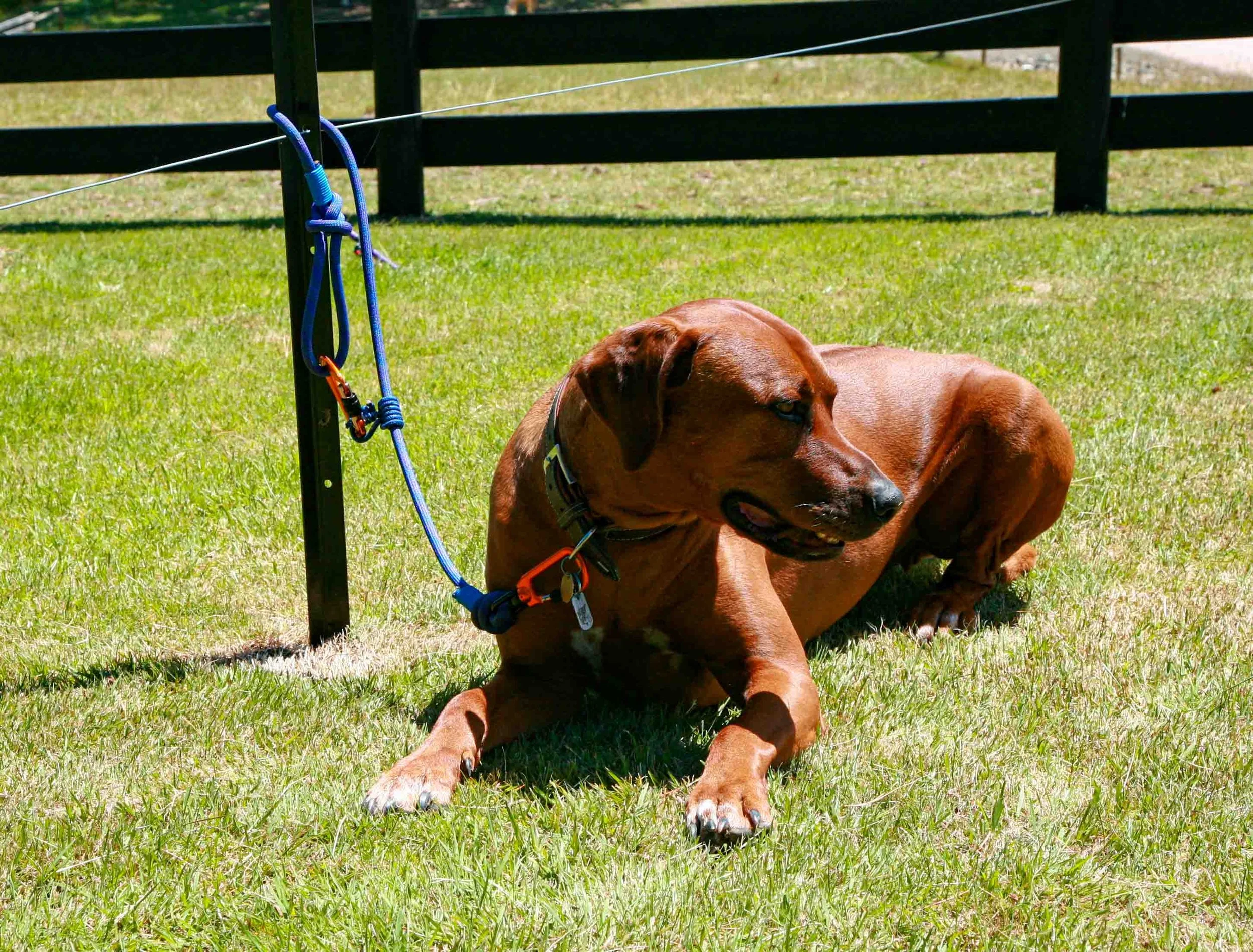 Recycled Climbing Rope Dog Lead