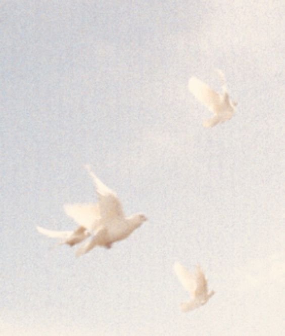 Trois colombes blanches en vol contre un ciel clair.