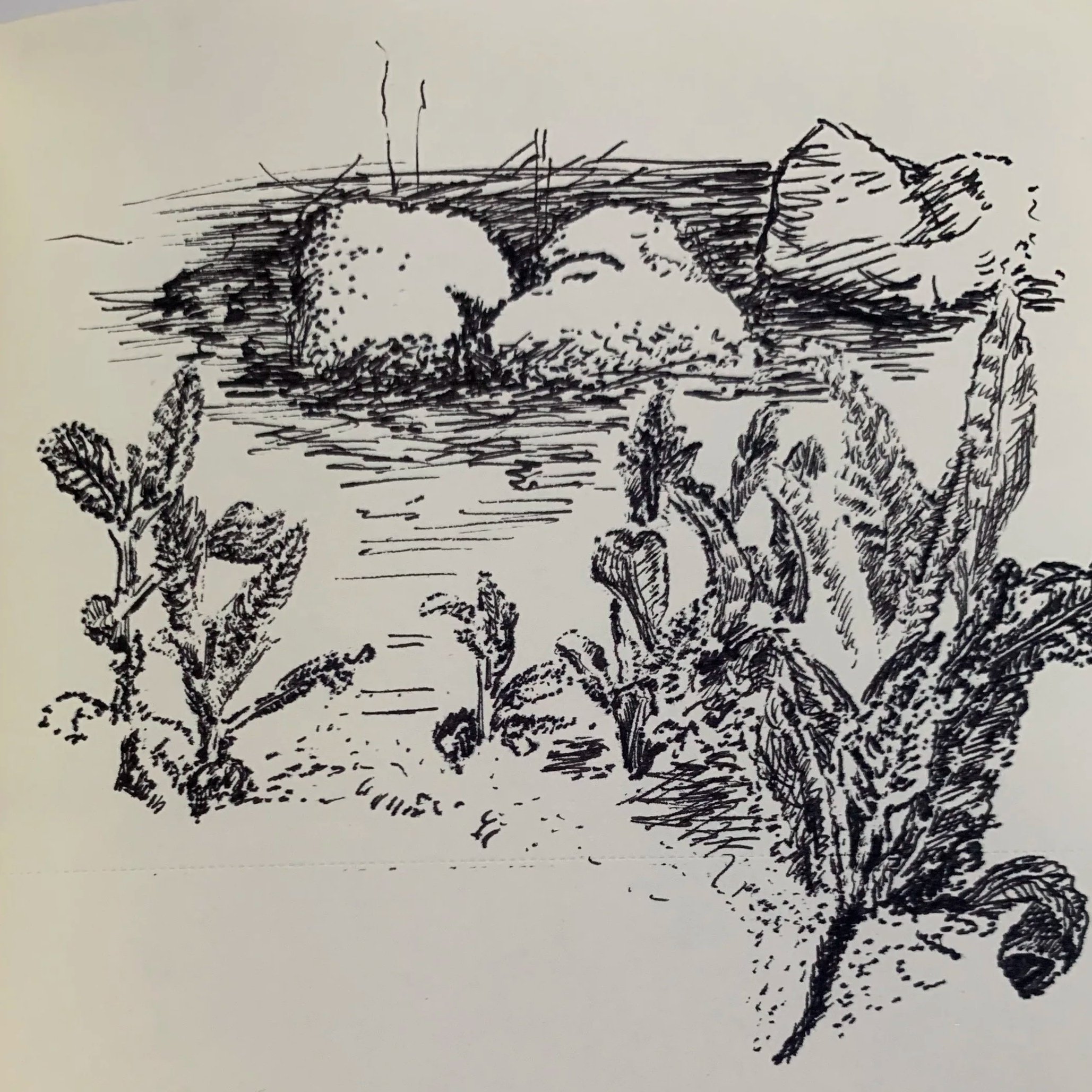 baby granite rocks with teeny tiny yerba santa leaves emerging.