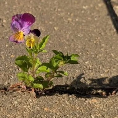 Harvesting Joy
