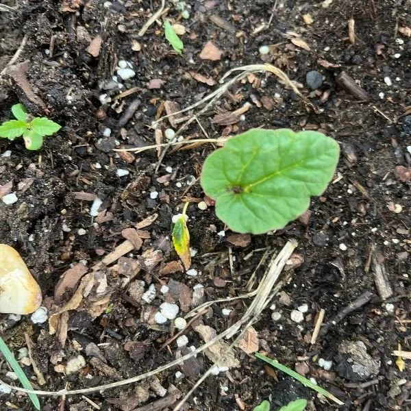 On being transplanted