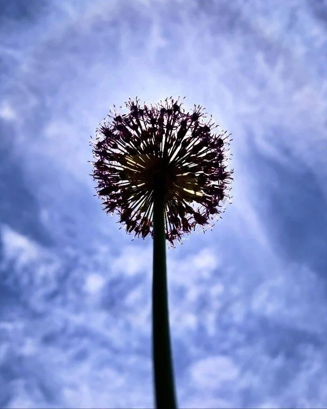 Living into the lessons of letting go…