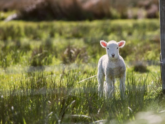 A young lamb standing in a grassy field near a wooden post.
