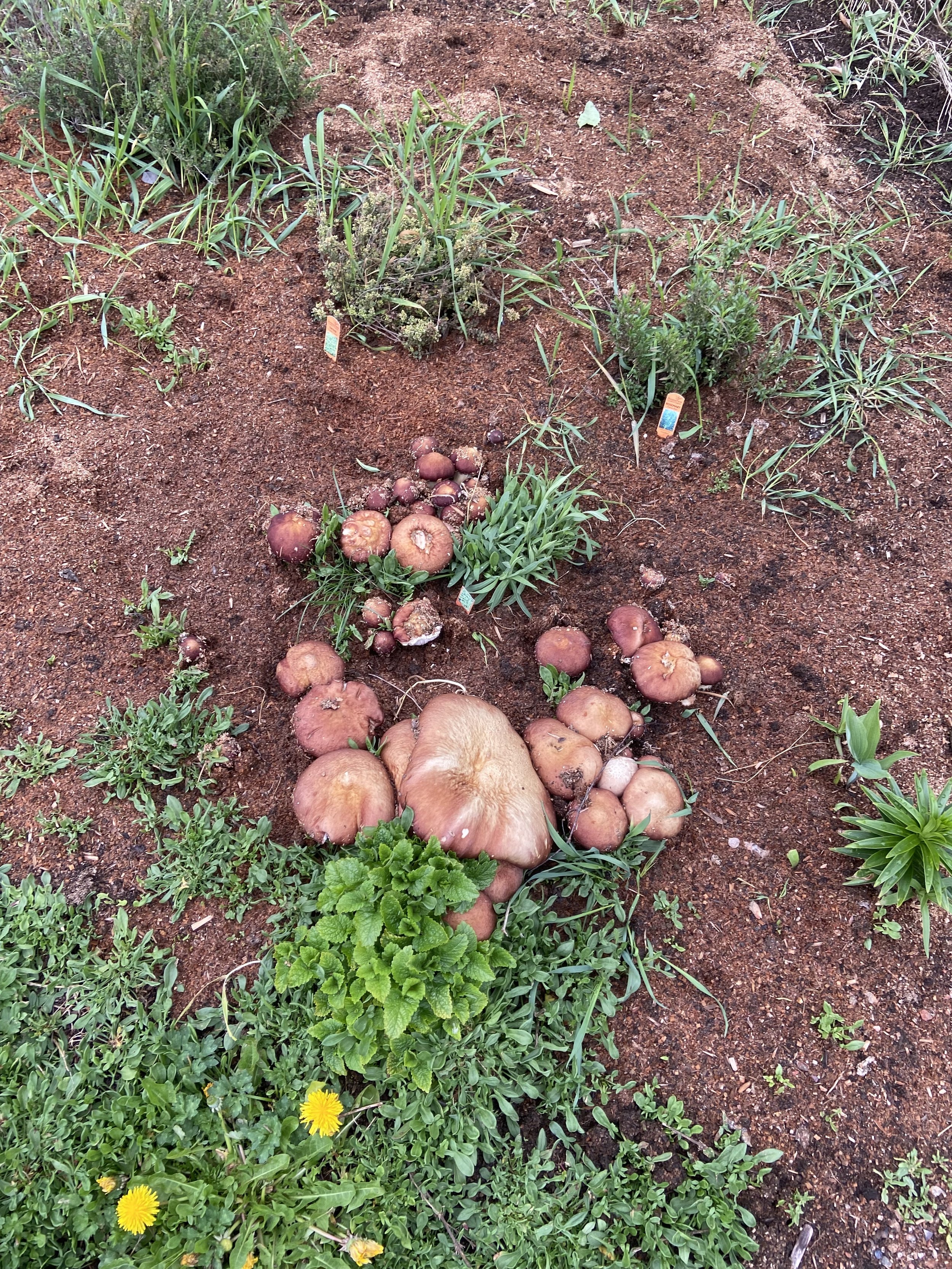 King Stropharia (Wine Cap) Kit