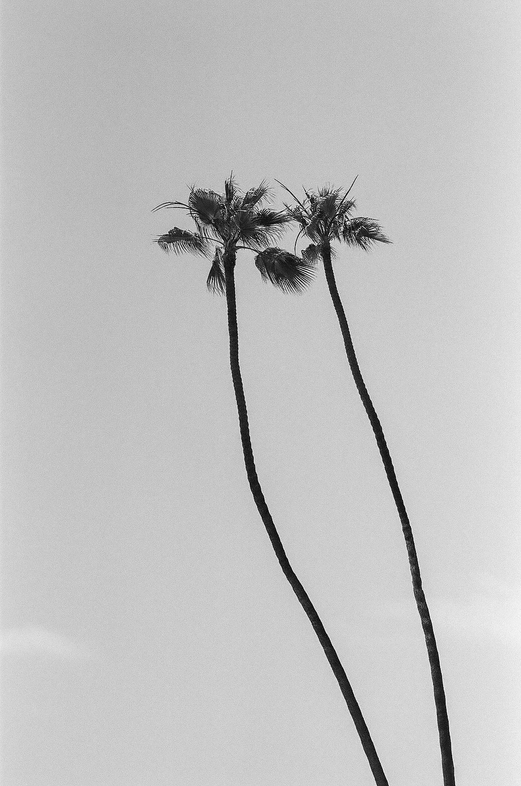 Two tall palm trees with fronds, silhouetted against a clear sky.