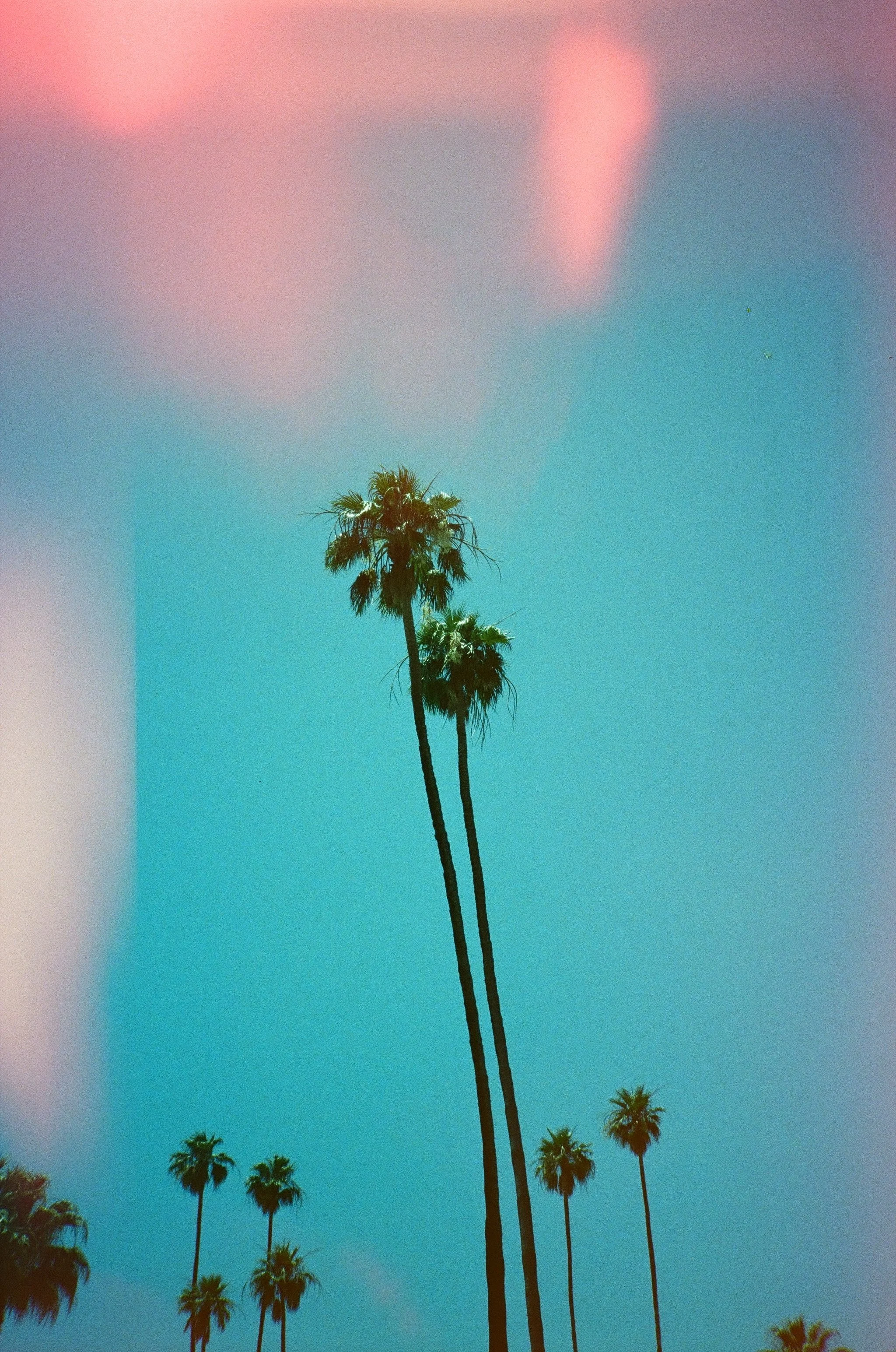 Tall palm trees against a bright blue sky with pinkish clouds and lens flare.