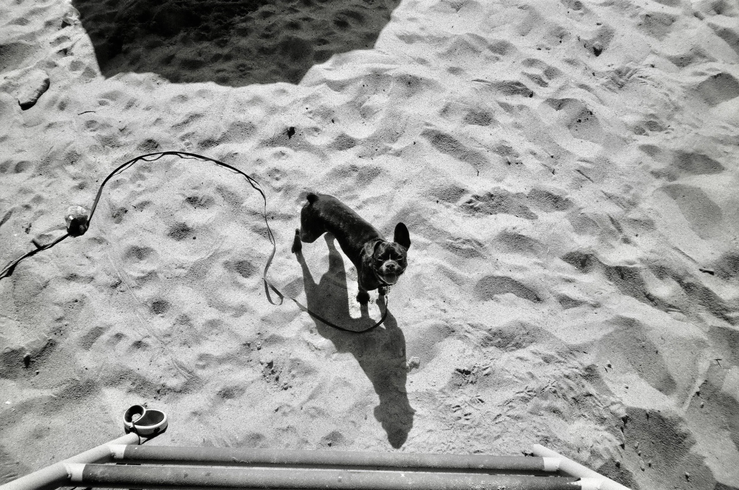 A small dog standing on sandy ground, looking up at the camera, with a leash attached to its collar, and some pipes and equipment at the bottom edge of the image.