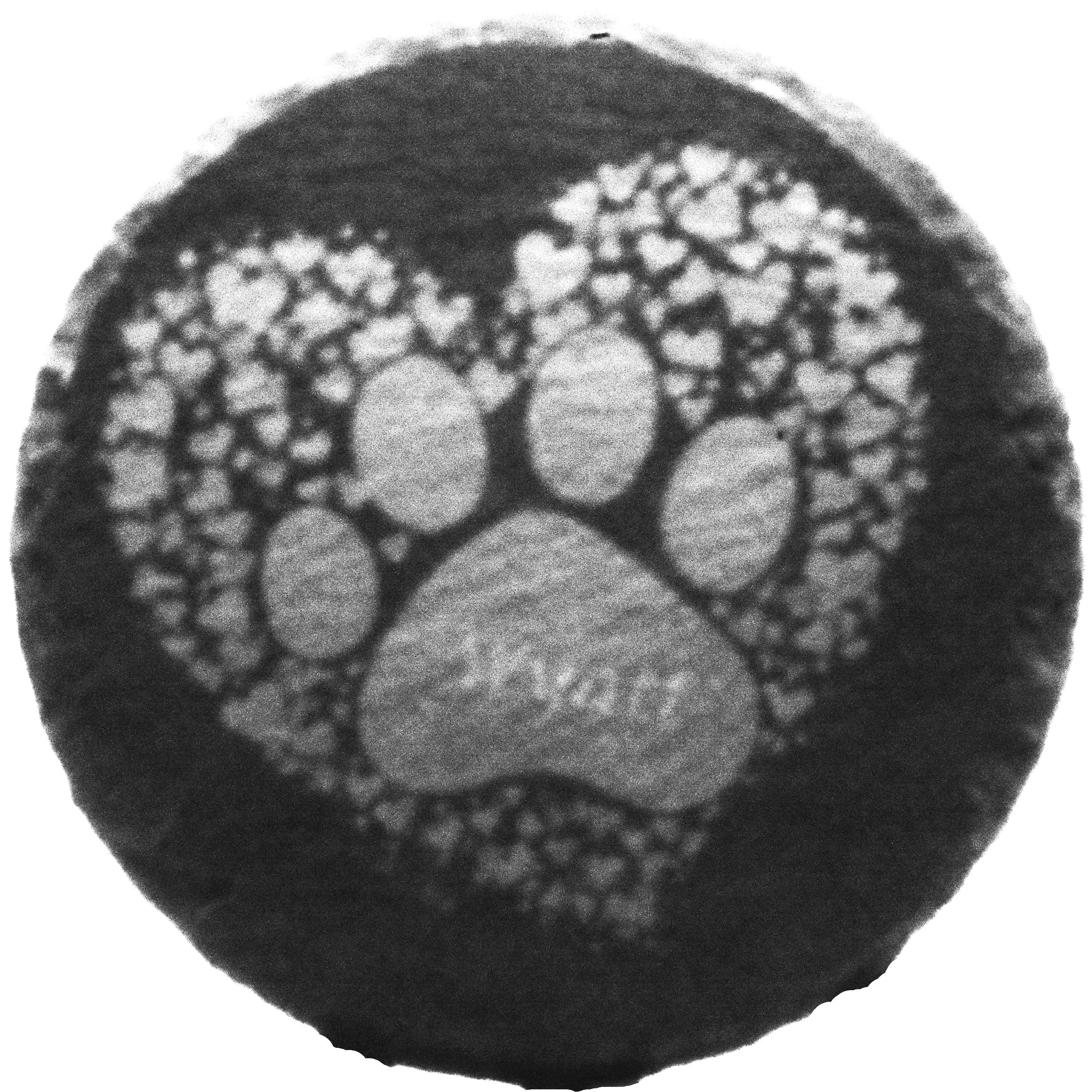 CR012+Memorial+Pet+Paw.jpg