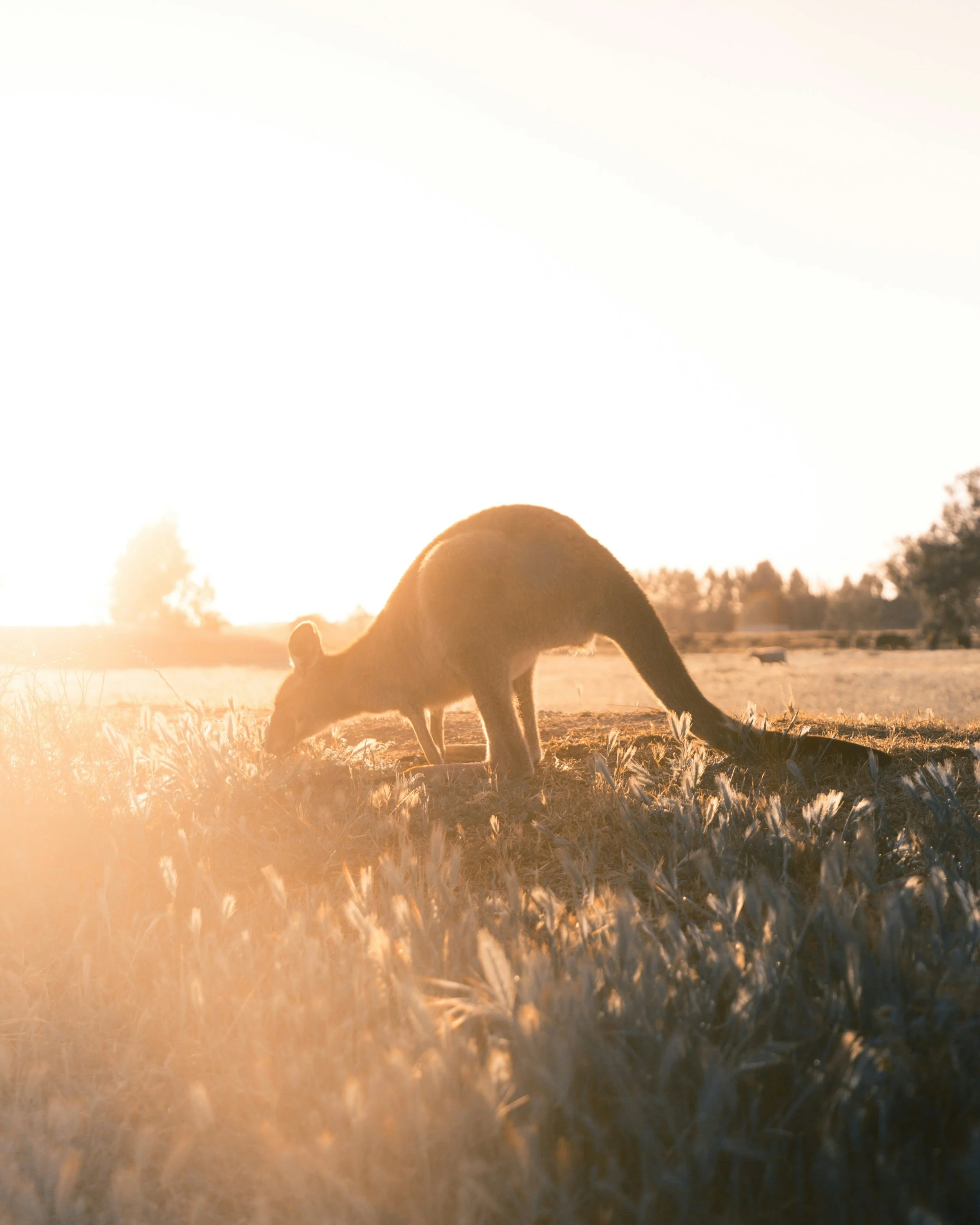 A mountain lion walking through a field at sunset.