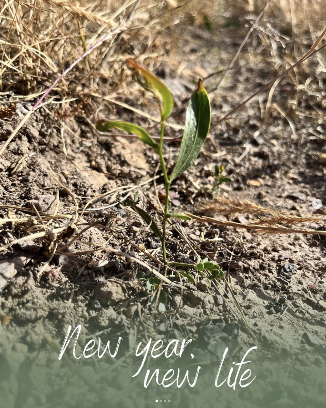 Seedlings starting to sprout from the ground for the new year from Cassinia Environmental Instagram