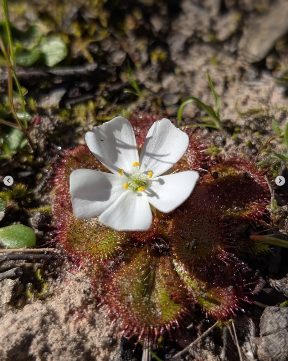 Flower in the ground from Cassinia Environmental Instagram
