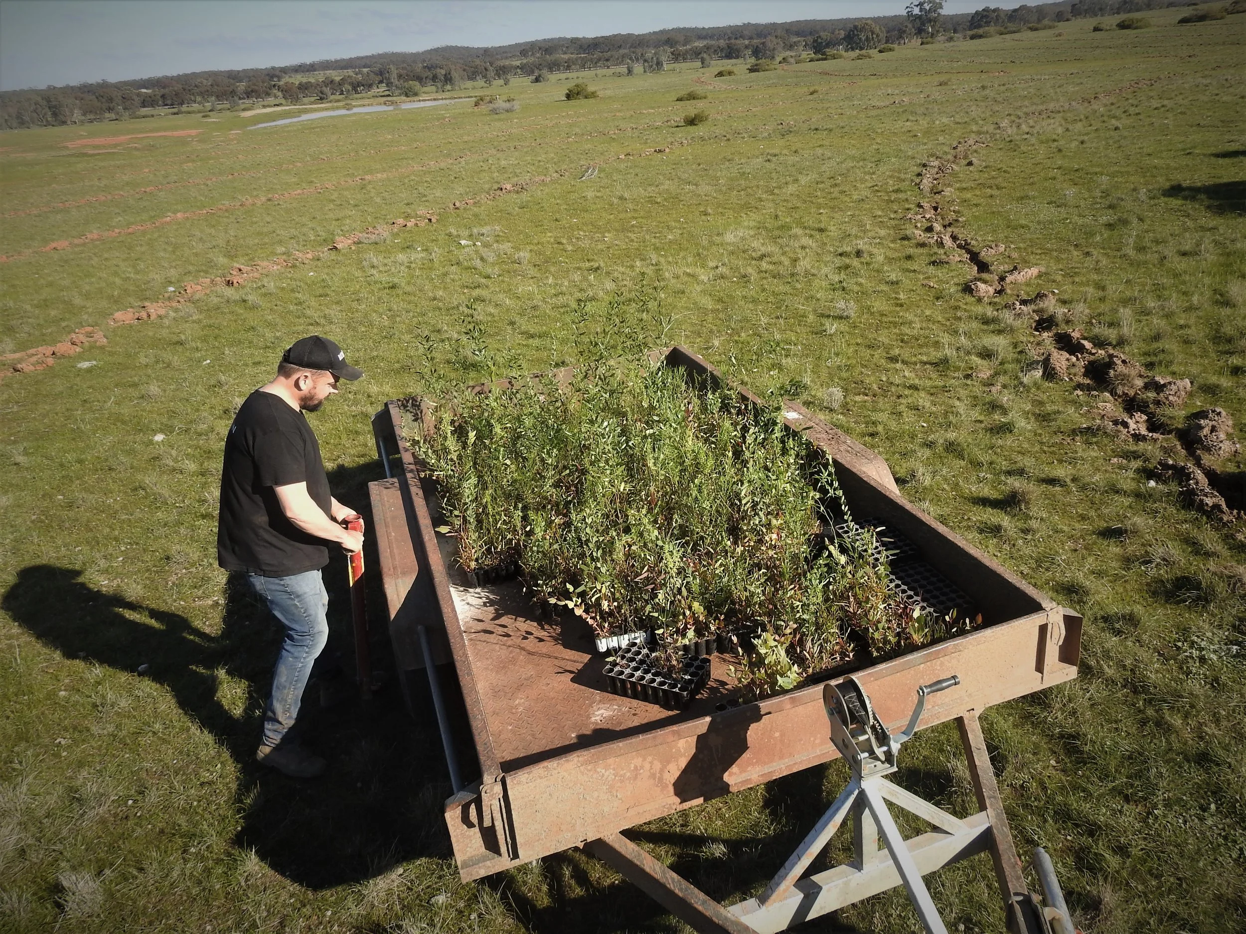 Paul Dettmann unloads plants from trailer at Pearson Block working on Greenfleet project