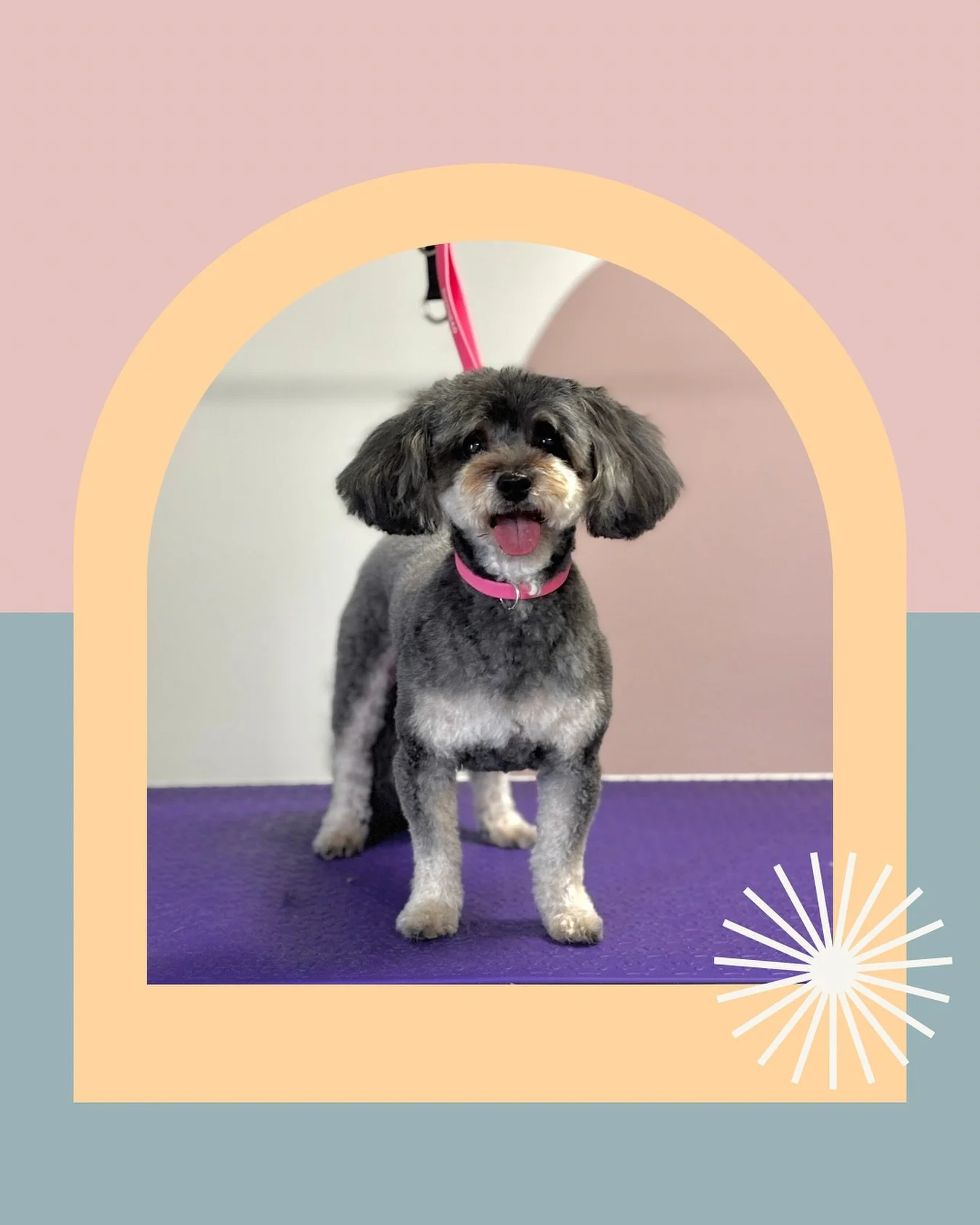 Check out this cutie from yesterday, would you believe she&rsquo;s 14 years old?! She handled grooming like a champ, such a sweetie 🐾

#NoosaGrooming #NoosaLife #NoosaMums #NoosaLocal #NoosaBusiness #NoosaSmallBusiness #SunshineCoastGrooming #Sunshi