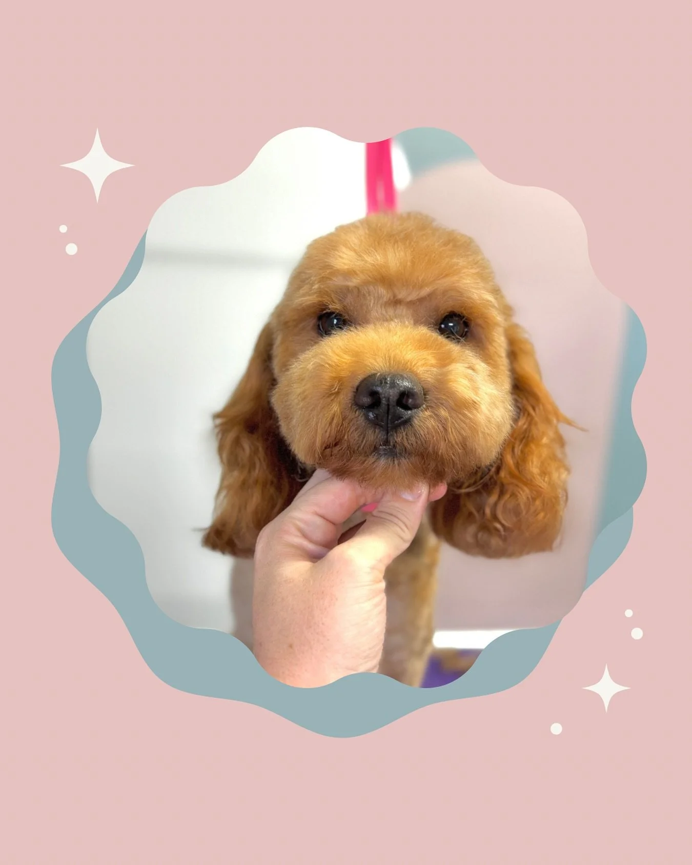 Such a cute little face!! 

#NoosaDogGrooming #CoastalDogGroomer #LuxeDogGrooming #SunshineCoastDogs #PamperedPups #FreshlyGroomed #DogSpaDay #NoosaBusiness #DogGroomersOfInstagram #BoutiqueDogGroomer