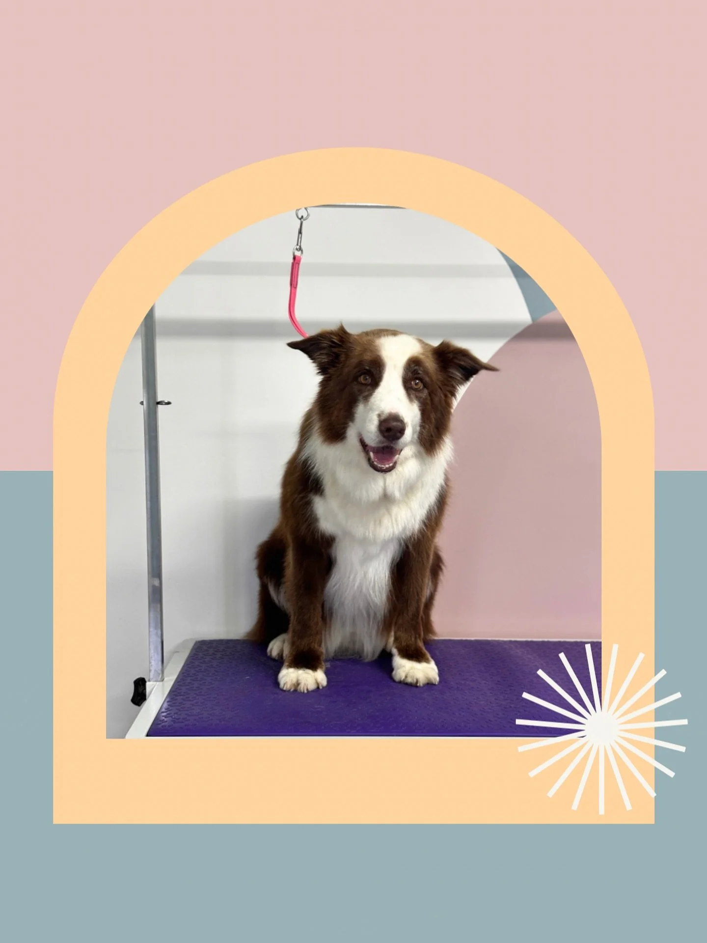 I wish you could reach into your phone and feel just how soft this border collie felt after his de-shed today. Dusty went home smelling good and feeling much cooler after leaving behind a whole pile of loose fur, that if left would have ended up all 