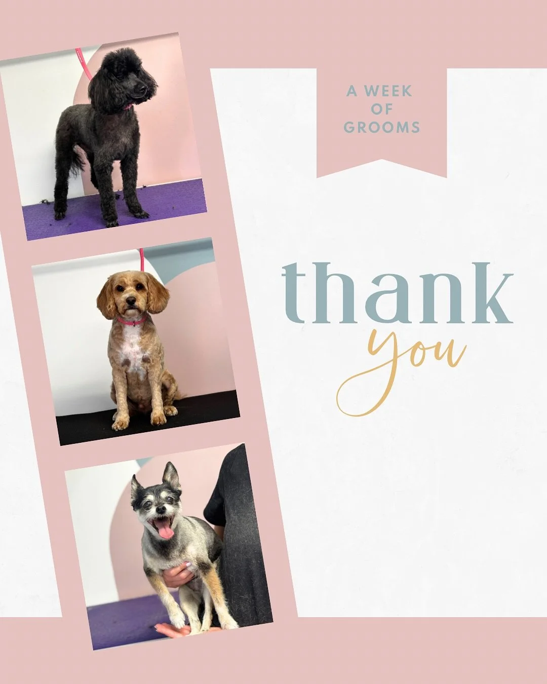 Thank you!! 

What an insane first week for Coastal Pups 🐾
Full booked for my first week, next week is fully booked already (if your dog is needing just a wash and blow dry package I can squeeze you in on a couple of the days)! 

All of my customers