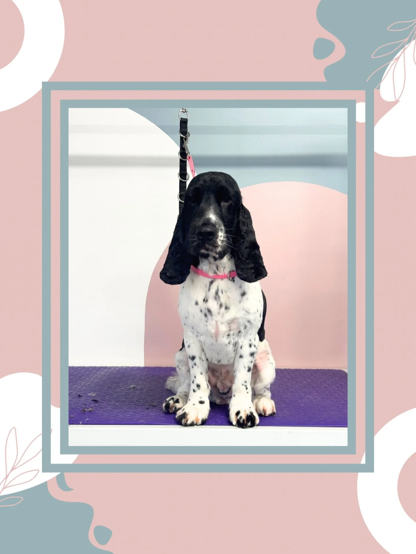 Spaniels galore over here! 
#sunshinecoastdoggroomer #noosadoggroomer #qlddoggroomer #queenslanddogs