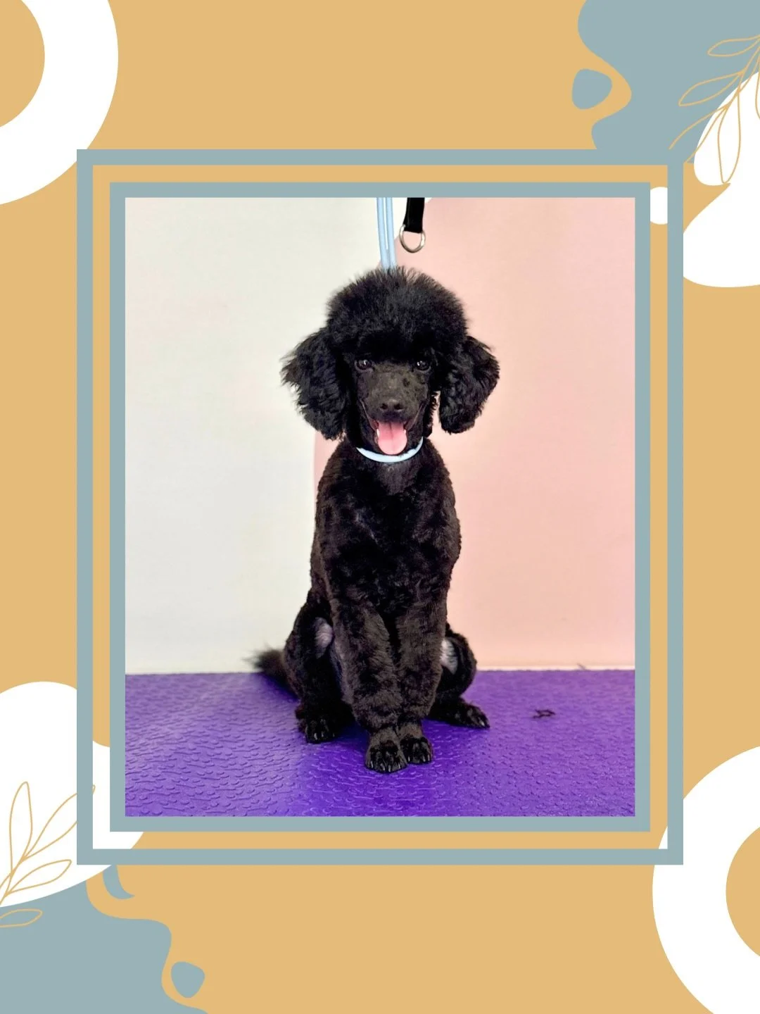 Check this poodle puppies first full groom! Just a few months old and already learning great table manners which will be a huge help with his life long grooming needs. First poodle face and feet were done by the breeder, then I did an introductory ap