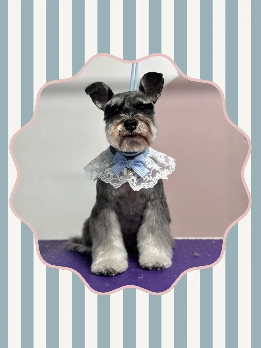 Look at this sweet angel!! This is willow, the mini schnauzer and she&rsquo;s look so cute after her groom yesterday 😍 

#minischnauzers #noosadoggroomer