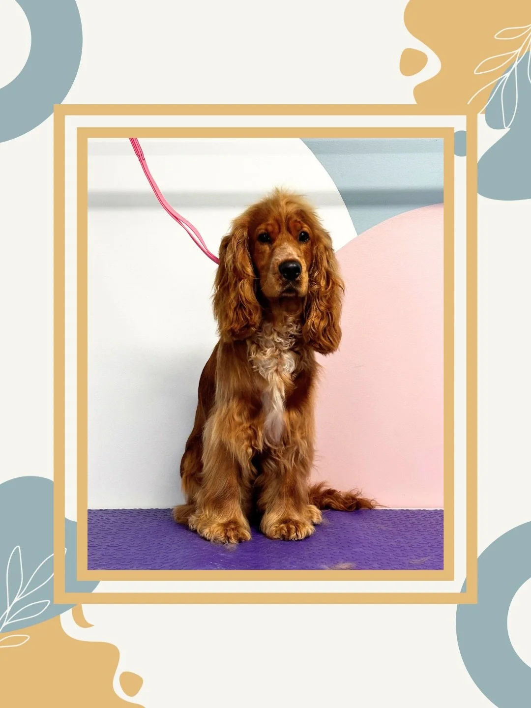 Cutie patootie Frank 😍

Swipe to see a before and after of his hand stripping session, getting rid of all that puppy fluff that fell out if you so much as looked at it too hard! I plan to introduce hand stripping this year so I&rsquo;m grateful for 