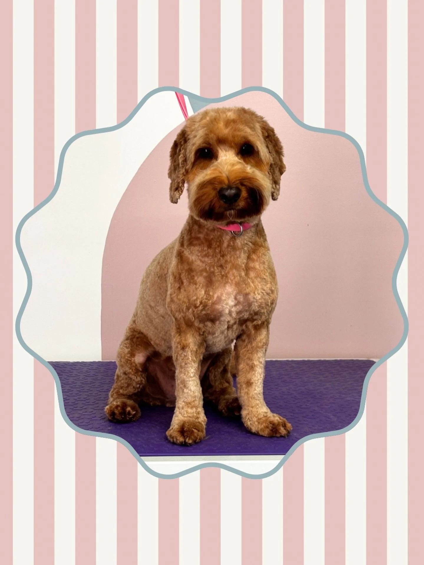 Busy day here at Coastal Pups! 

Next week I have space for 4 grooms spread out over Wednesday morning, or Thursday/Friday afternoon. If you&rsquo;d like to book please book online! Link in bio 🐾