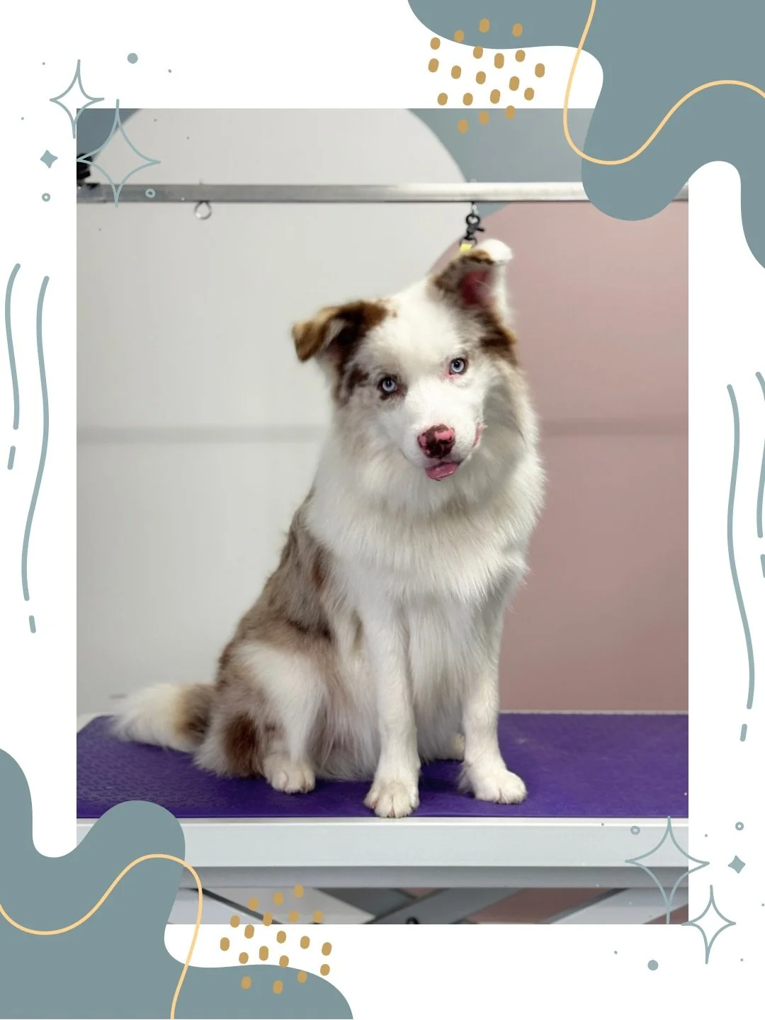 Hey there, cowboy 🤠 
First deshed for this fluffy guy!