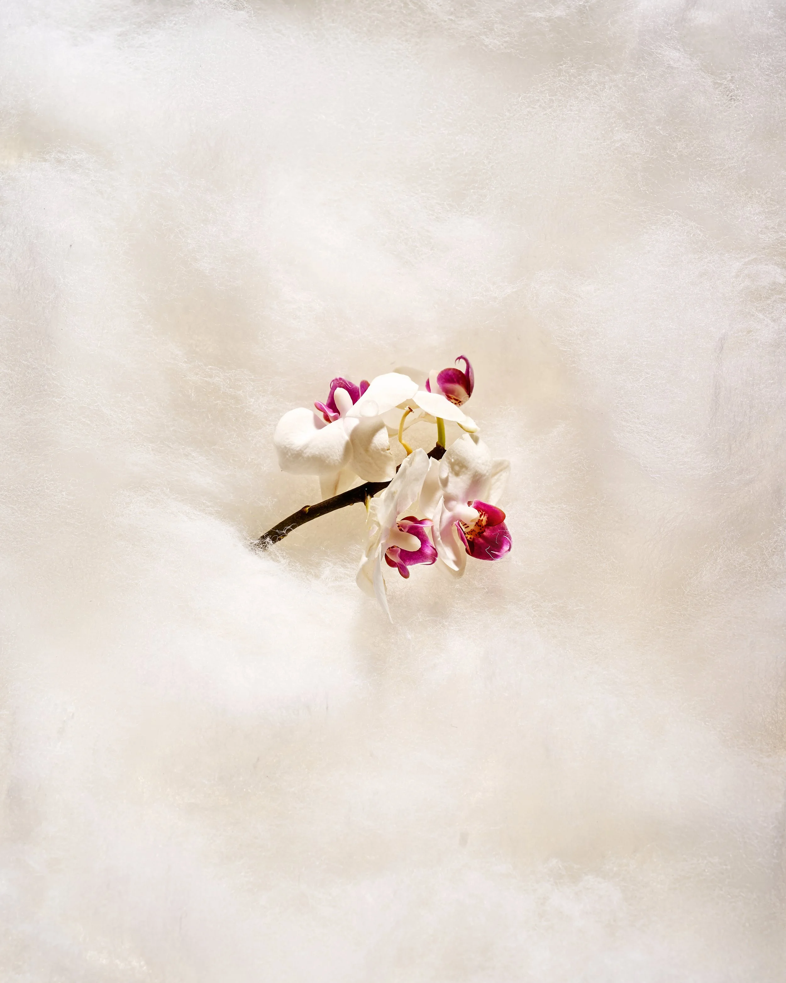 Close-up of a branch with white and pink orchids on a soft, textured beige background.