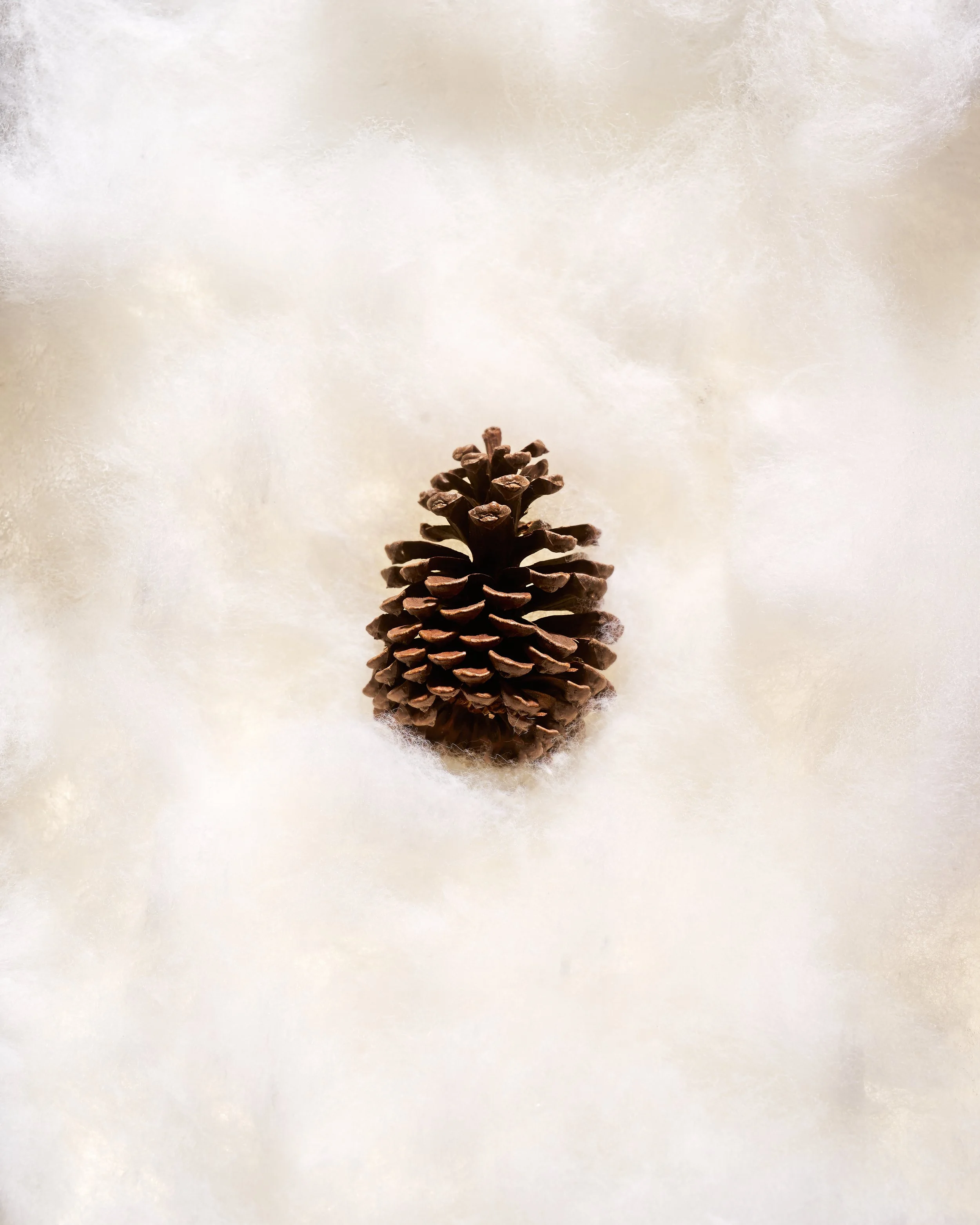 A small pine cone on a soft, textured background.