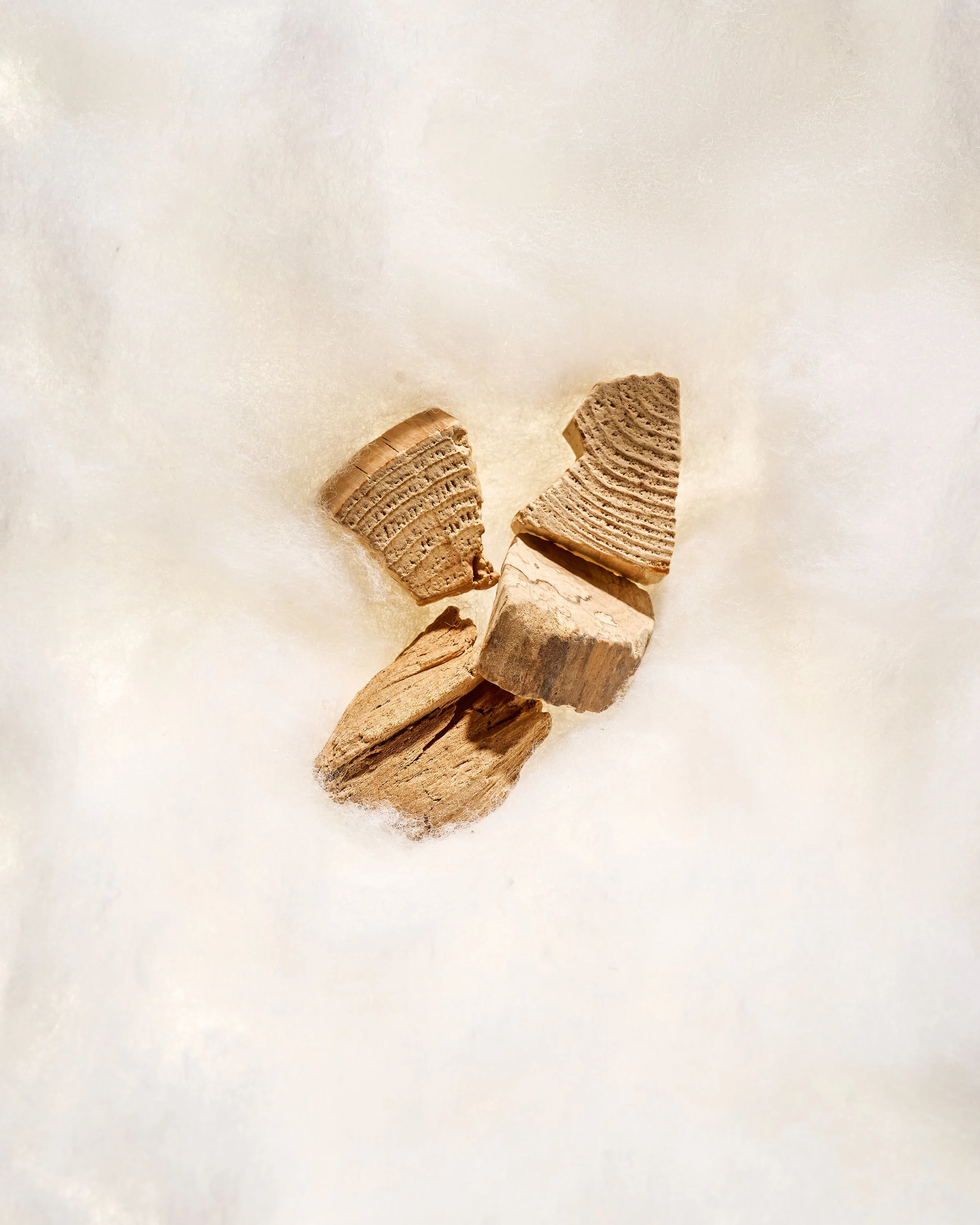 Fragments of fossilized seashells on a plain, light-colored background.