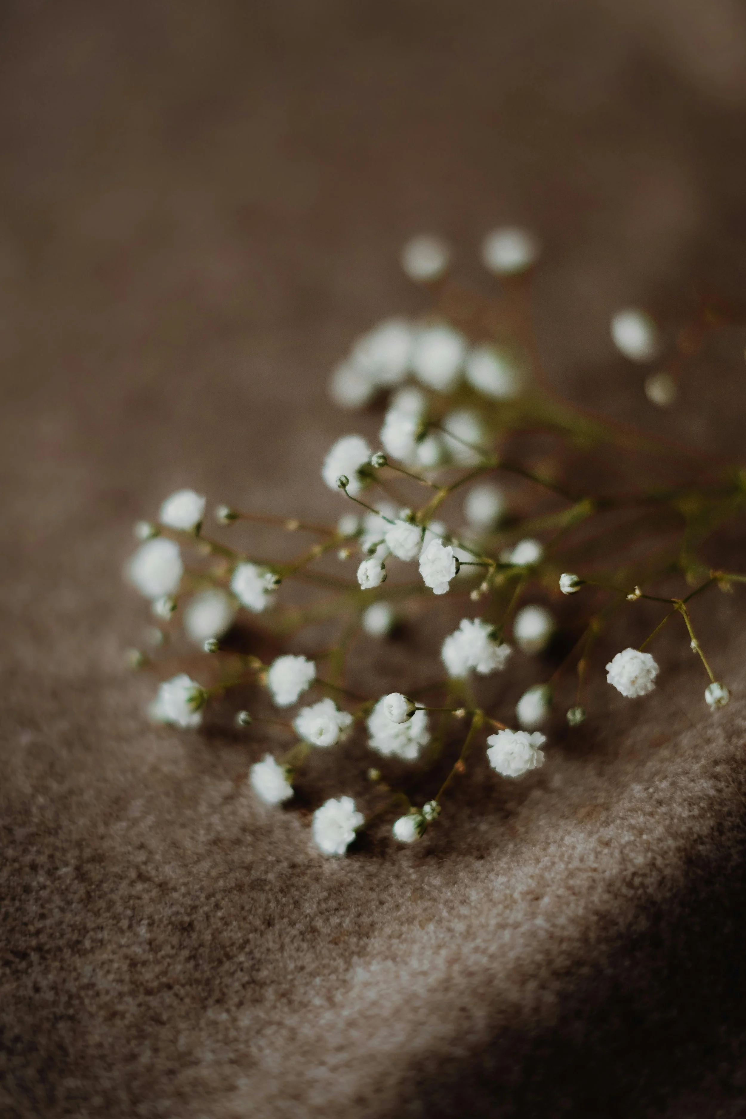 Small white flowers with green stems on brown textured background.