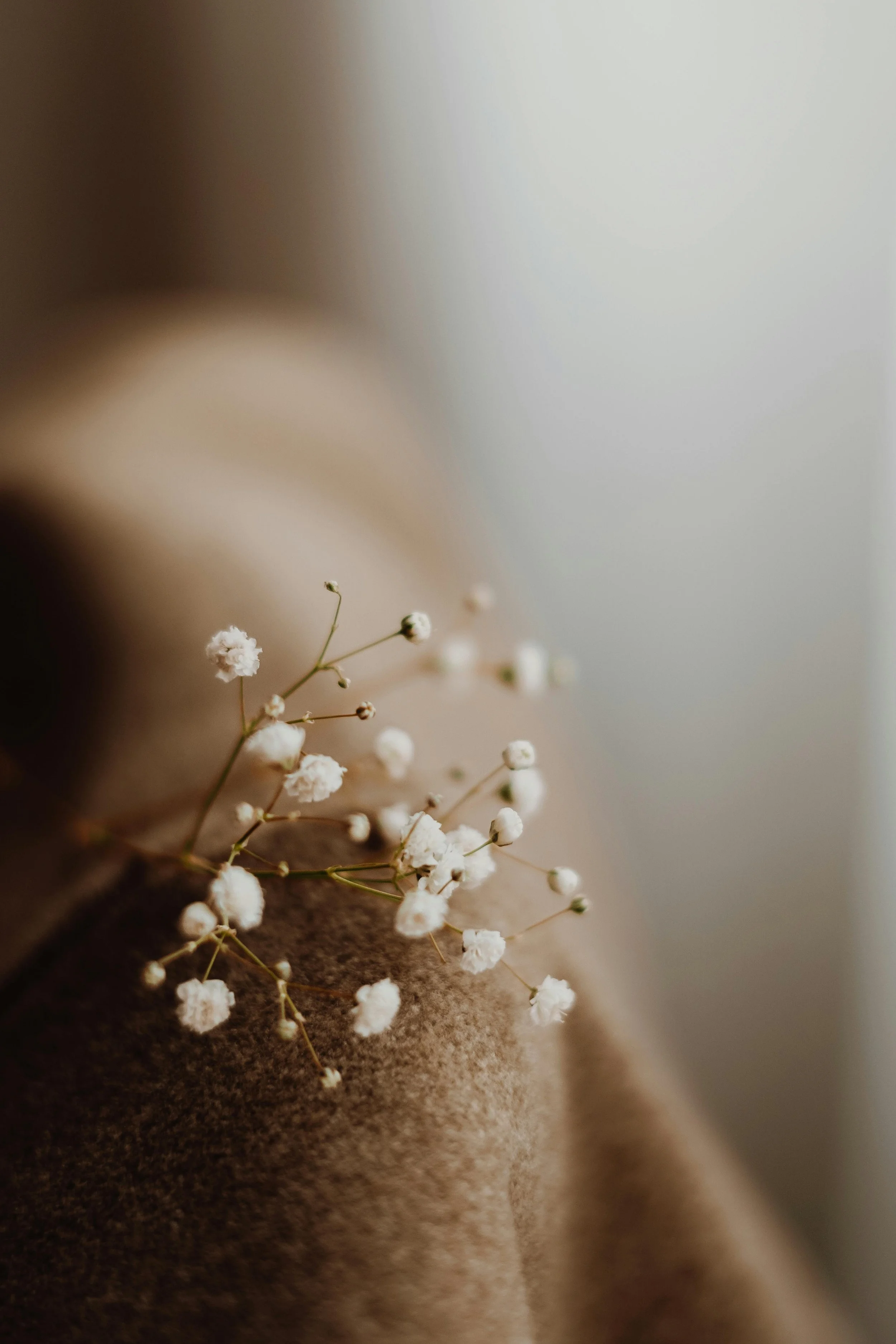 Close-up of small white flowers resting on a brown fabric surface with a blurred background.