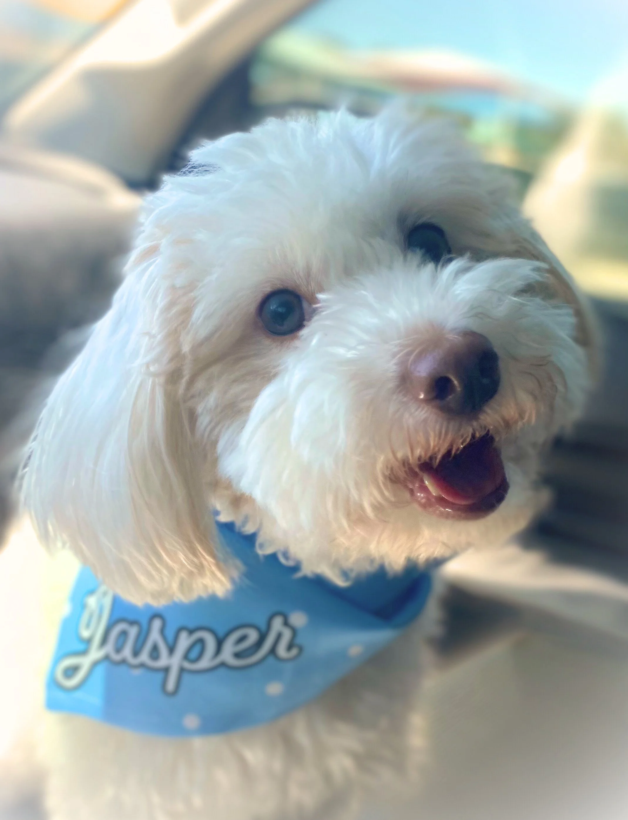 Cute white dog with floppy ears and brown eyes, wearing a blue bandana with white text and snowflake pattern, smiling inside a vehicle.