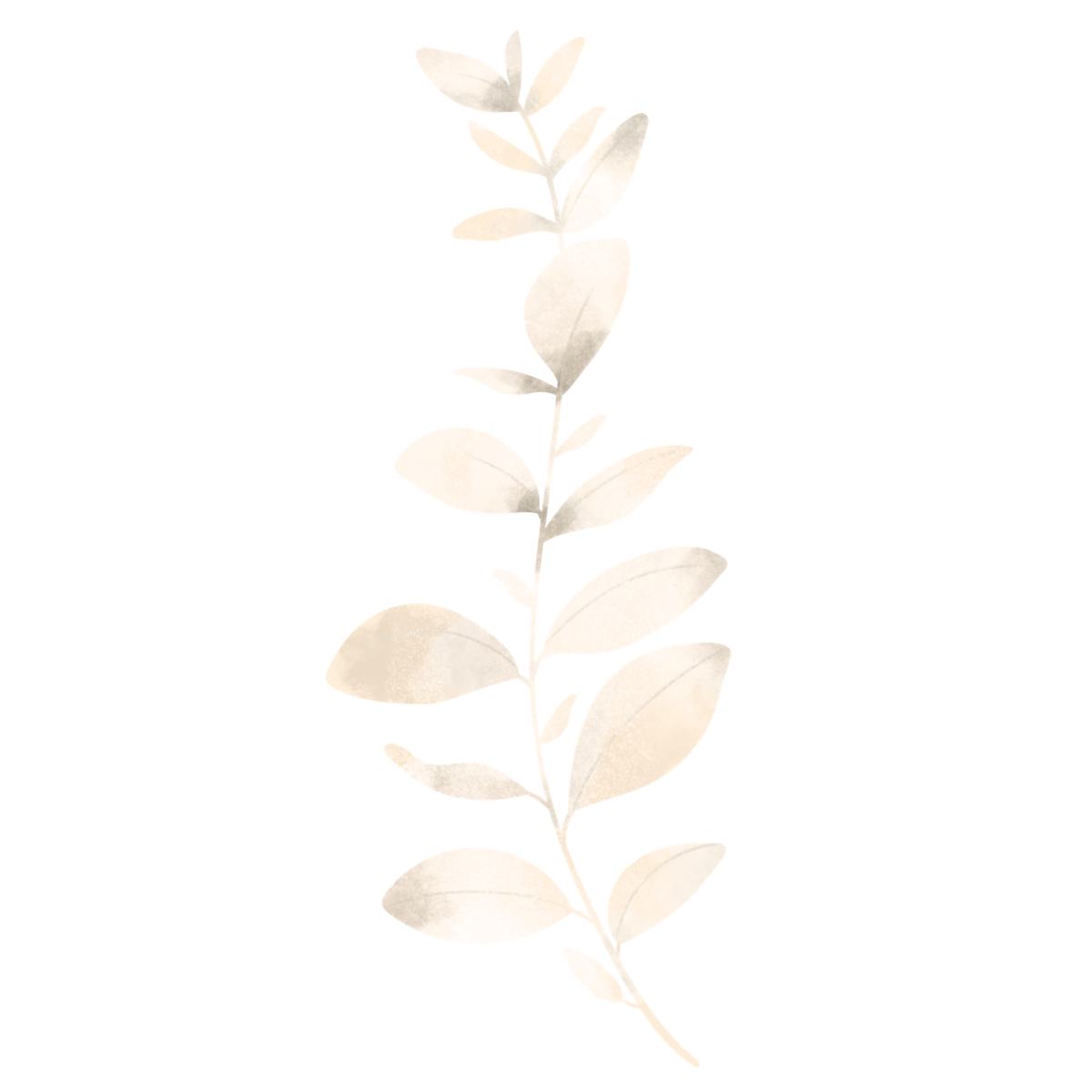 A vertical sprig with oval-shaped pale leaves arranged alternately along a central stem.