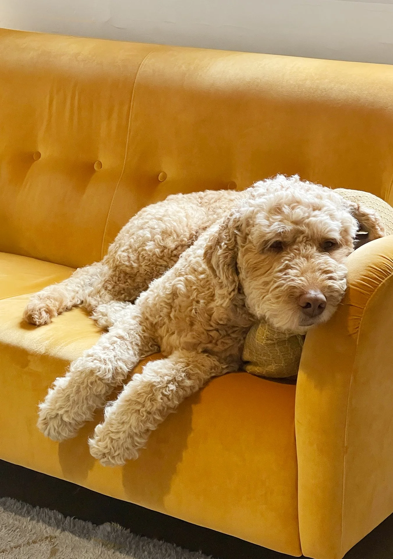 En vårdhund ligger på en gul soffa, den ena med huvudet vilande på en kudde.