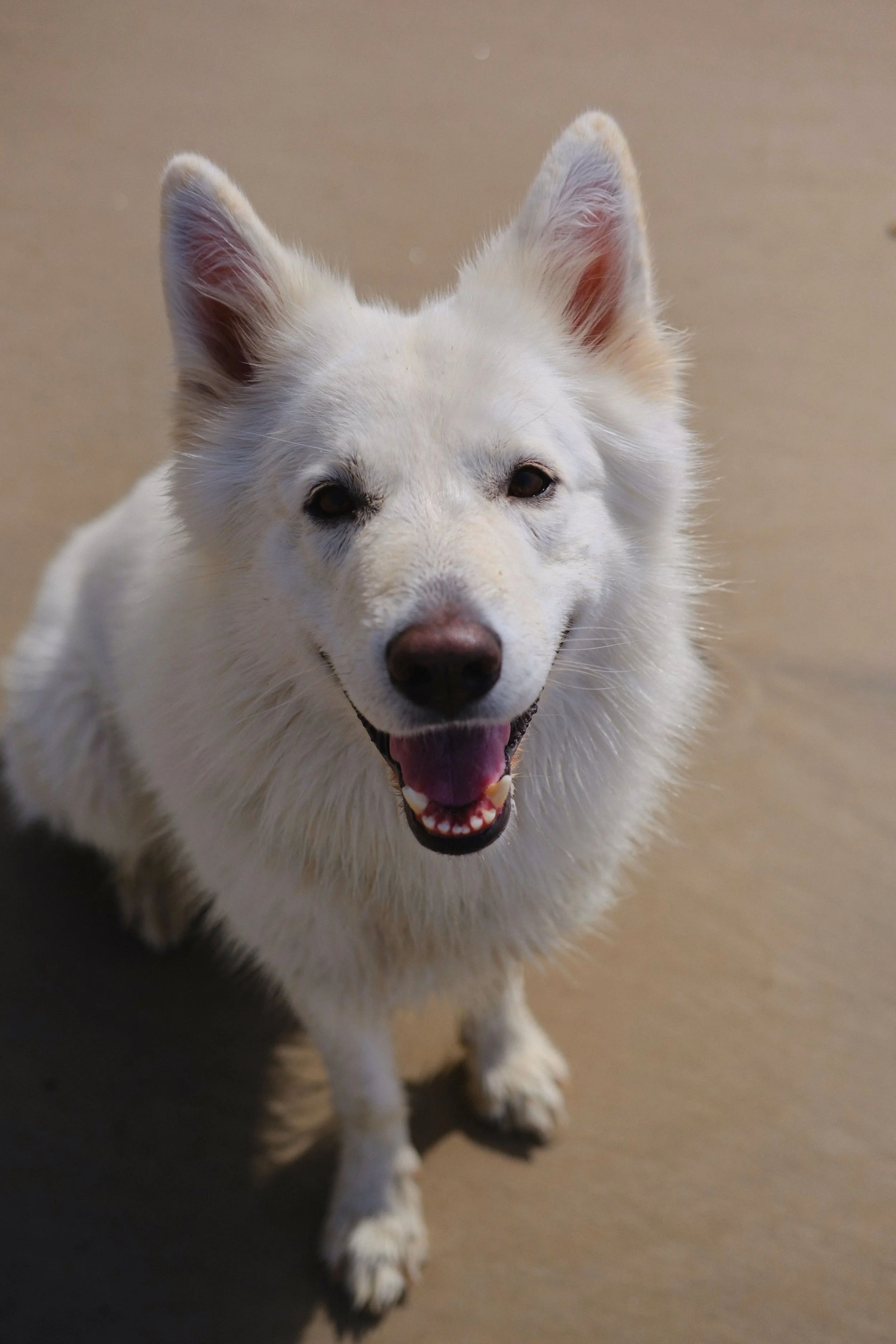 Weißer Hund mit spitzen Ohren und offener schnauze, sitzt auf Sand, Blick zur Kamera.