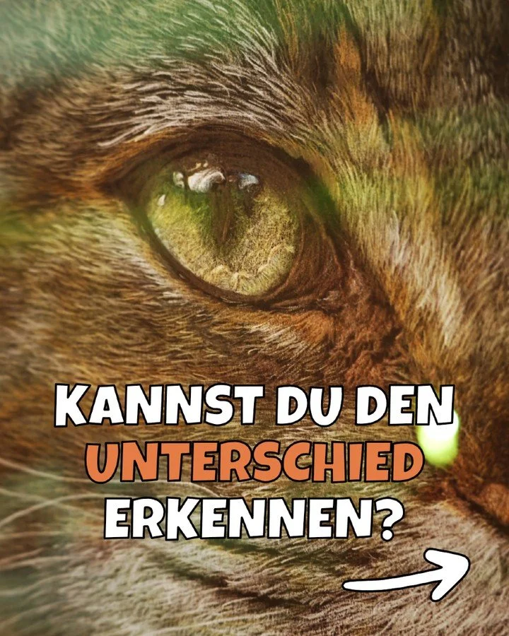 Kannst du den Unterschied erkennen? 🤯

Was wie ein Foto aussieht, ist echter Buntstift auf Papier &ndash; und genau das kannst du lernen.
&Uuml;bermorgen findet im Atelier Claesberg in Herford unser halloherford Schnupperkurs f&uuml;r fotorealistisc
