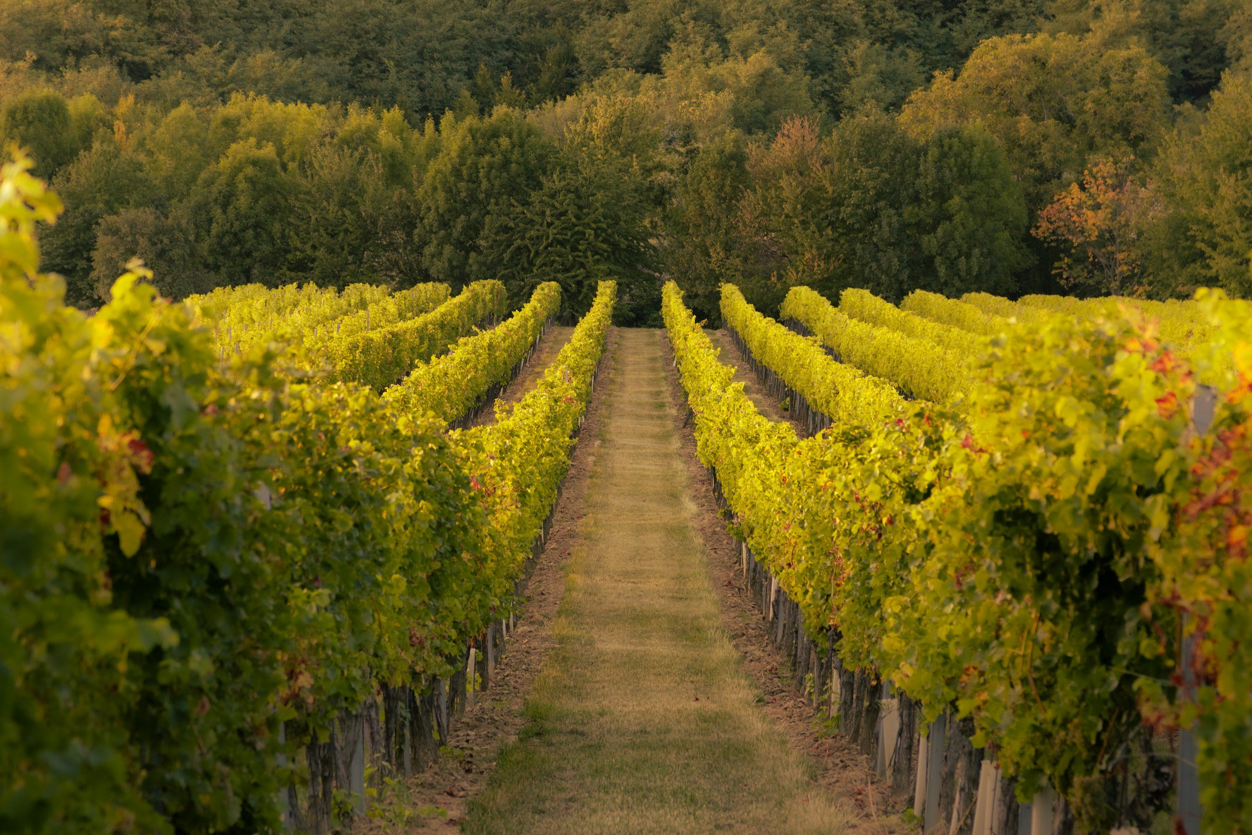 Vignobles avec rangées de vignes vertes menant vers un arrière-plan boisé, sous un ciel clair.
