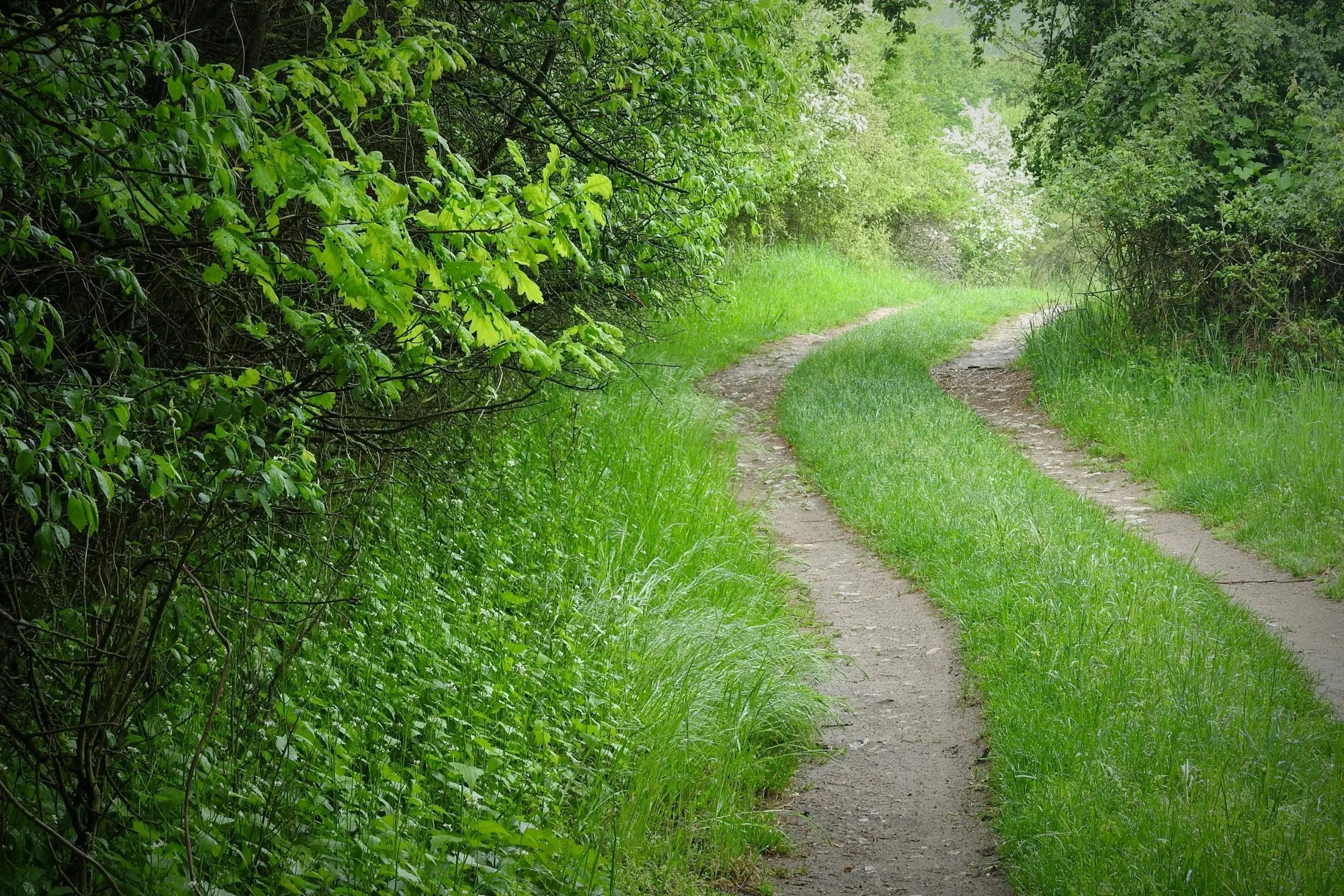 A dirt trail winding through lush green foliage and trees on a bright, overcast day.